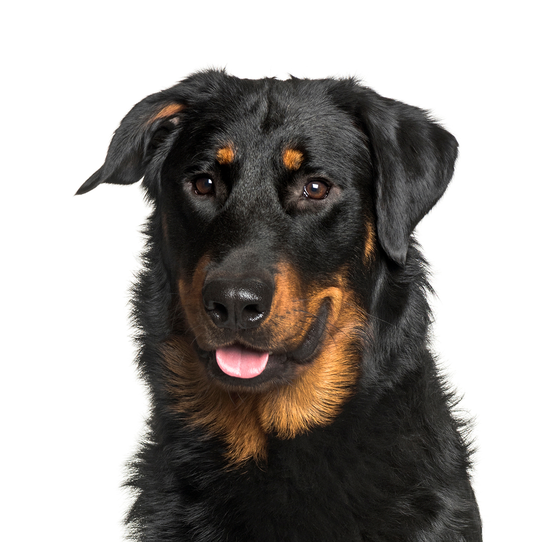 Beauceron