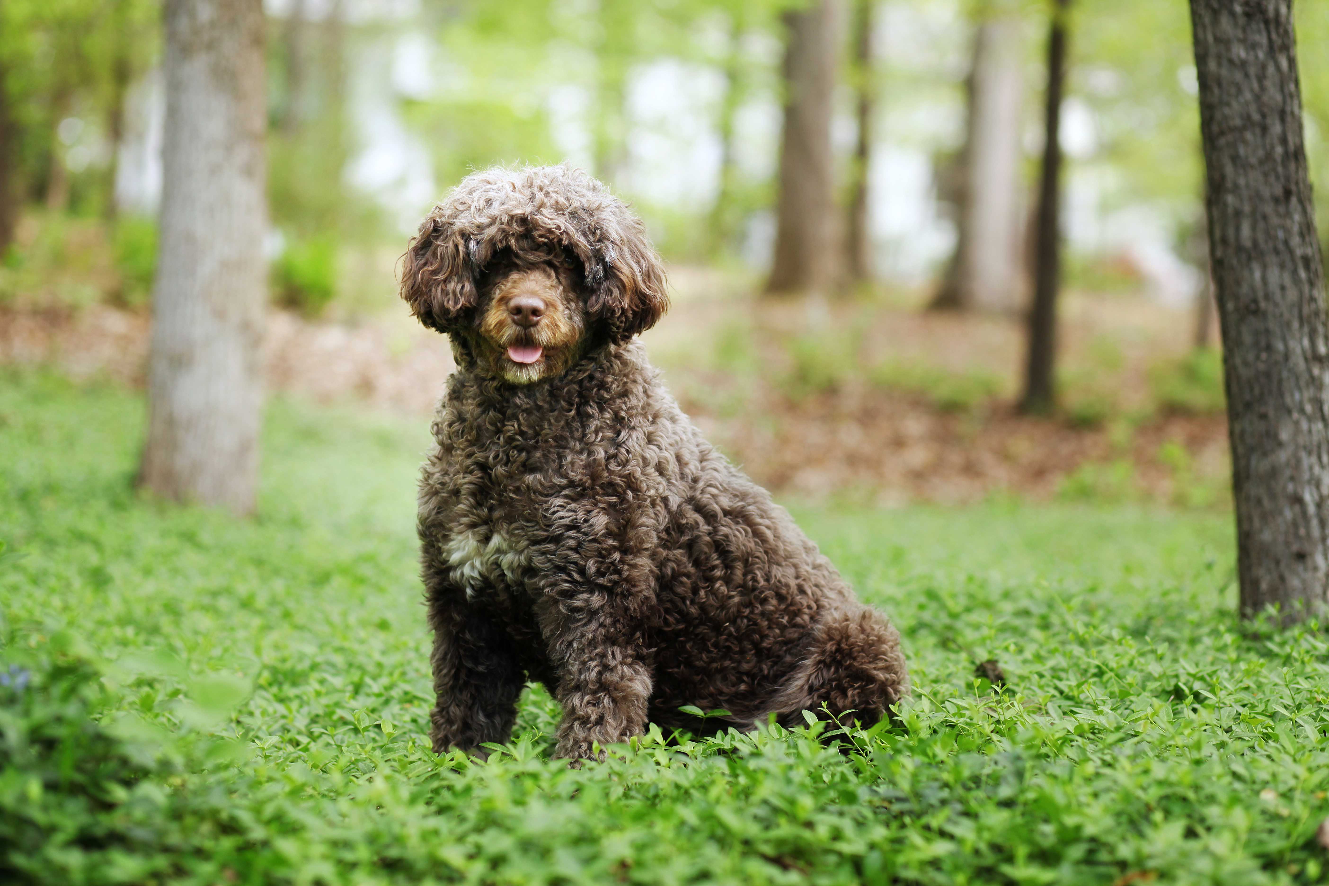 Portugisisk vannhund Portugisisk vannhund