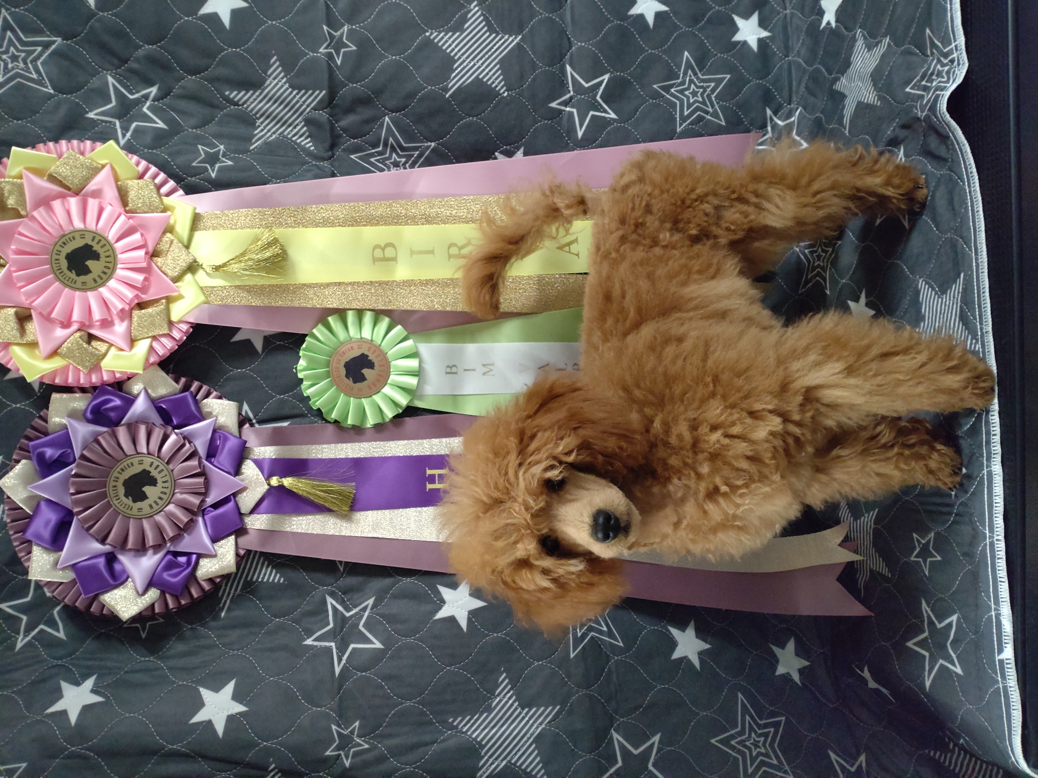 Lilit Amber Perfection