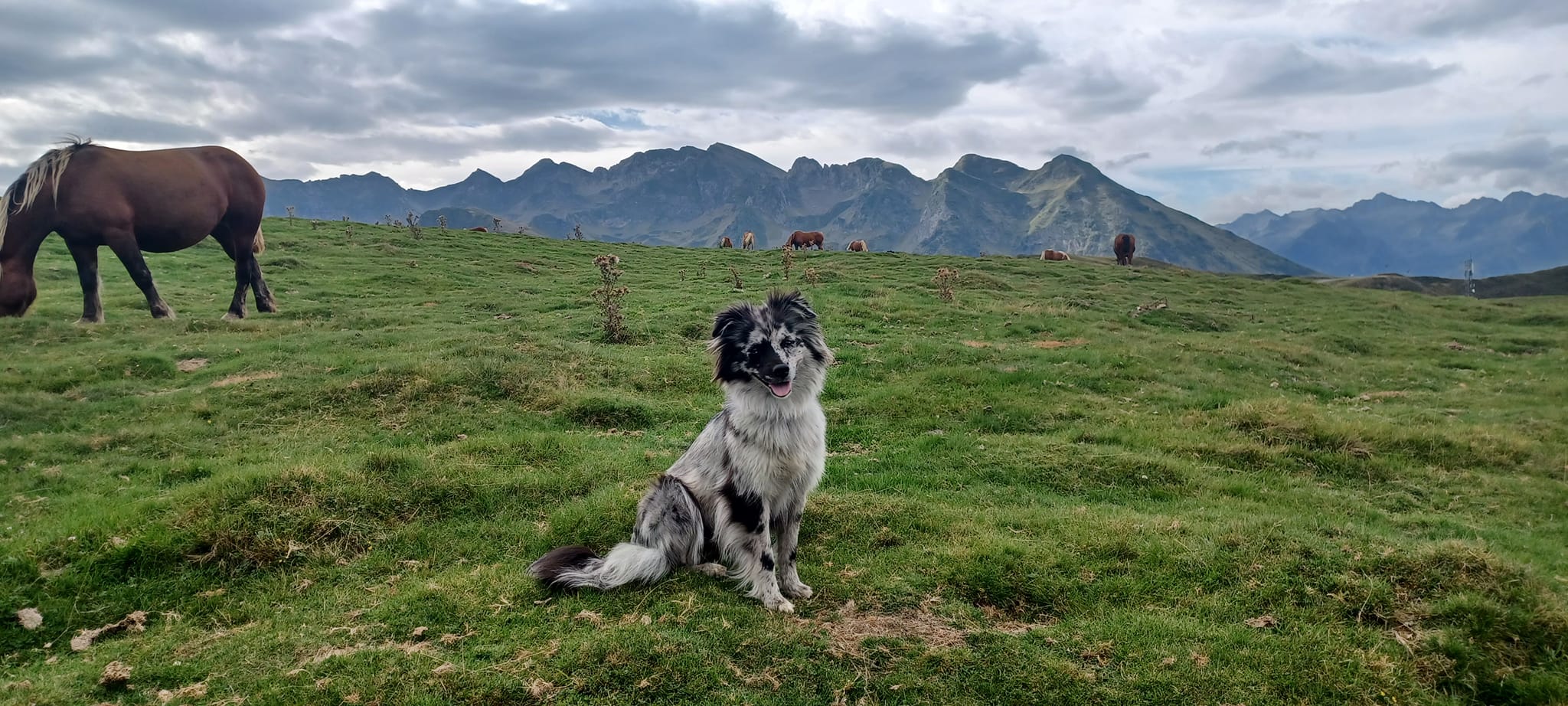 Kennel Petit Norvegién