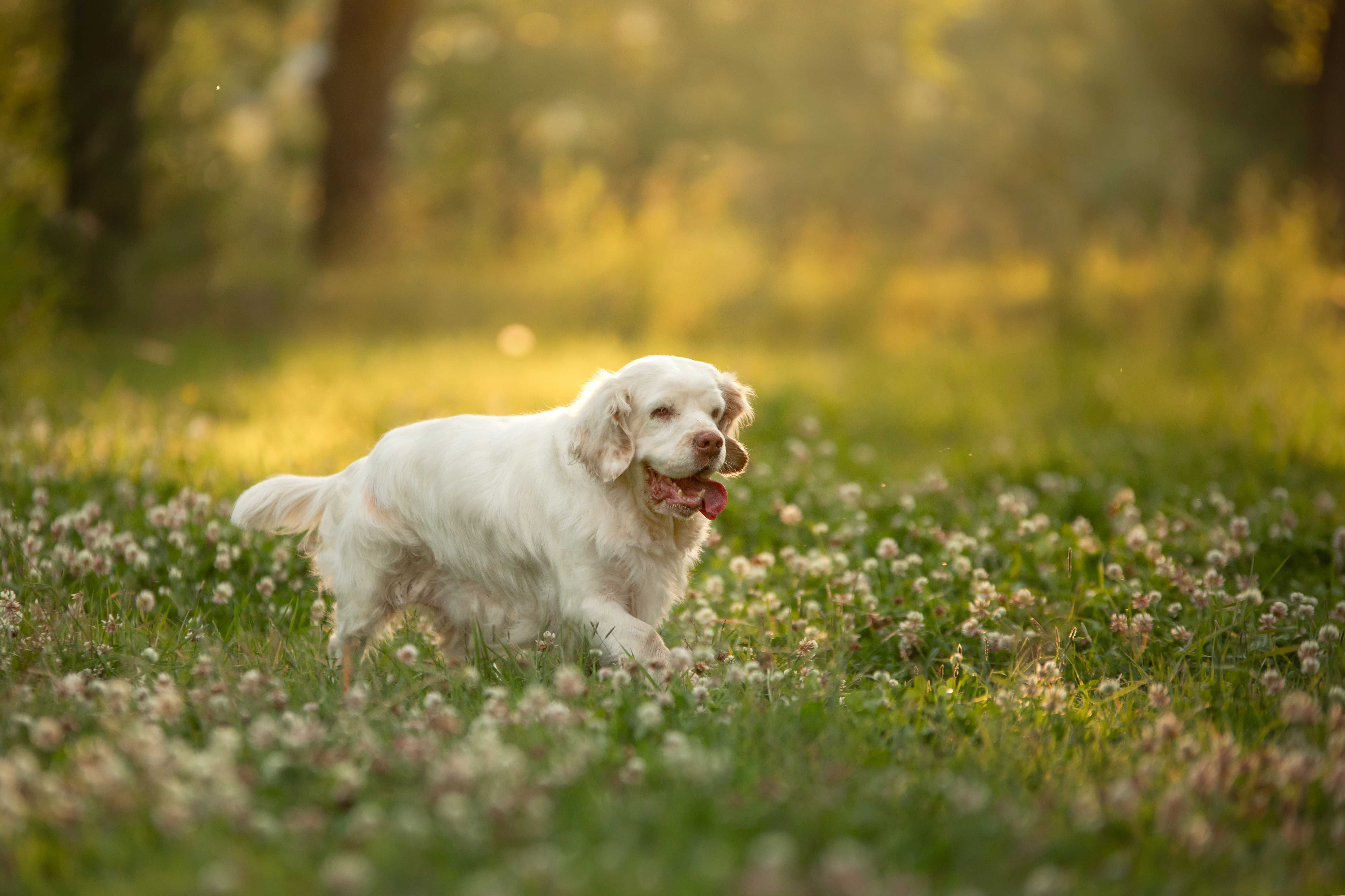 Clumber spaniel