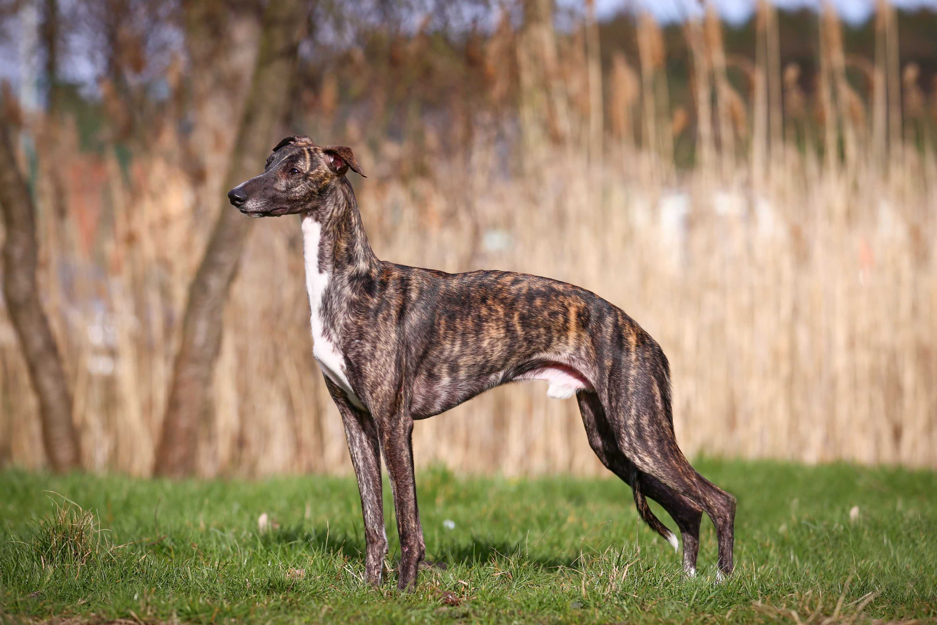 Whippet