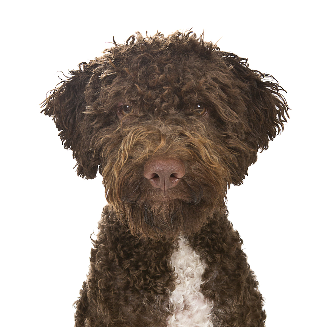 Lagotto romagnolo