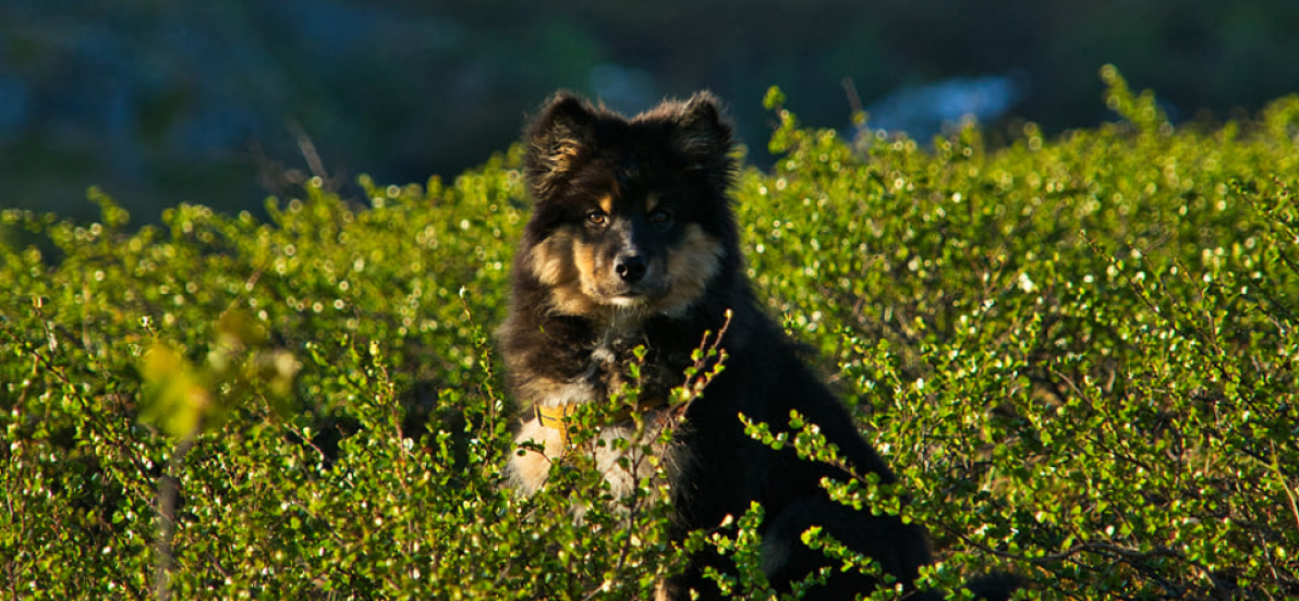 Kennel Lappsangen