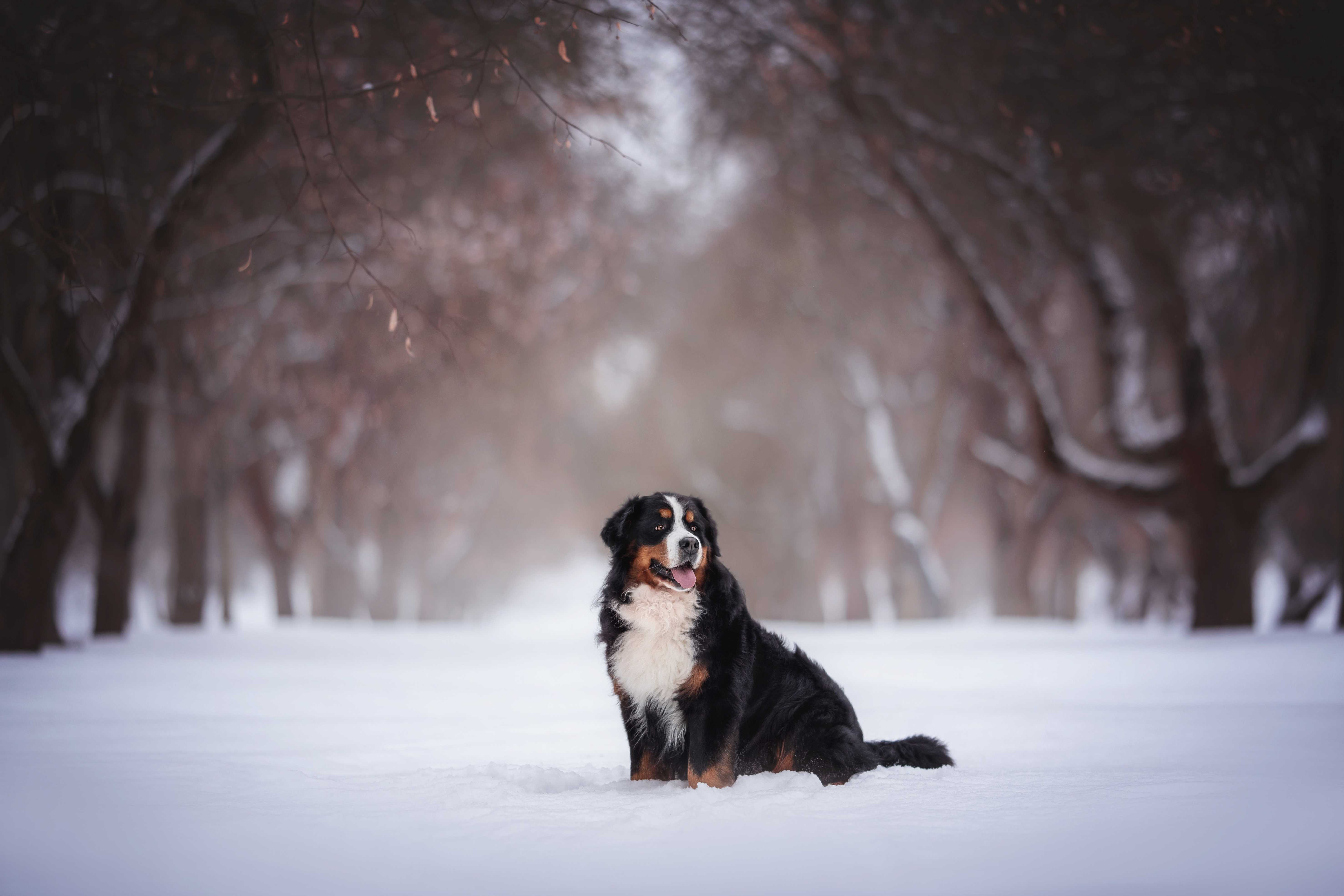 Berner sennenhund