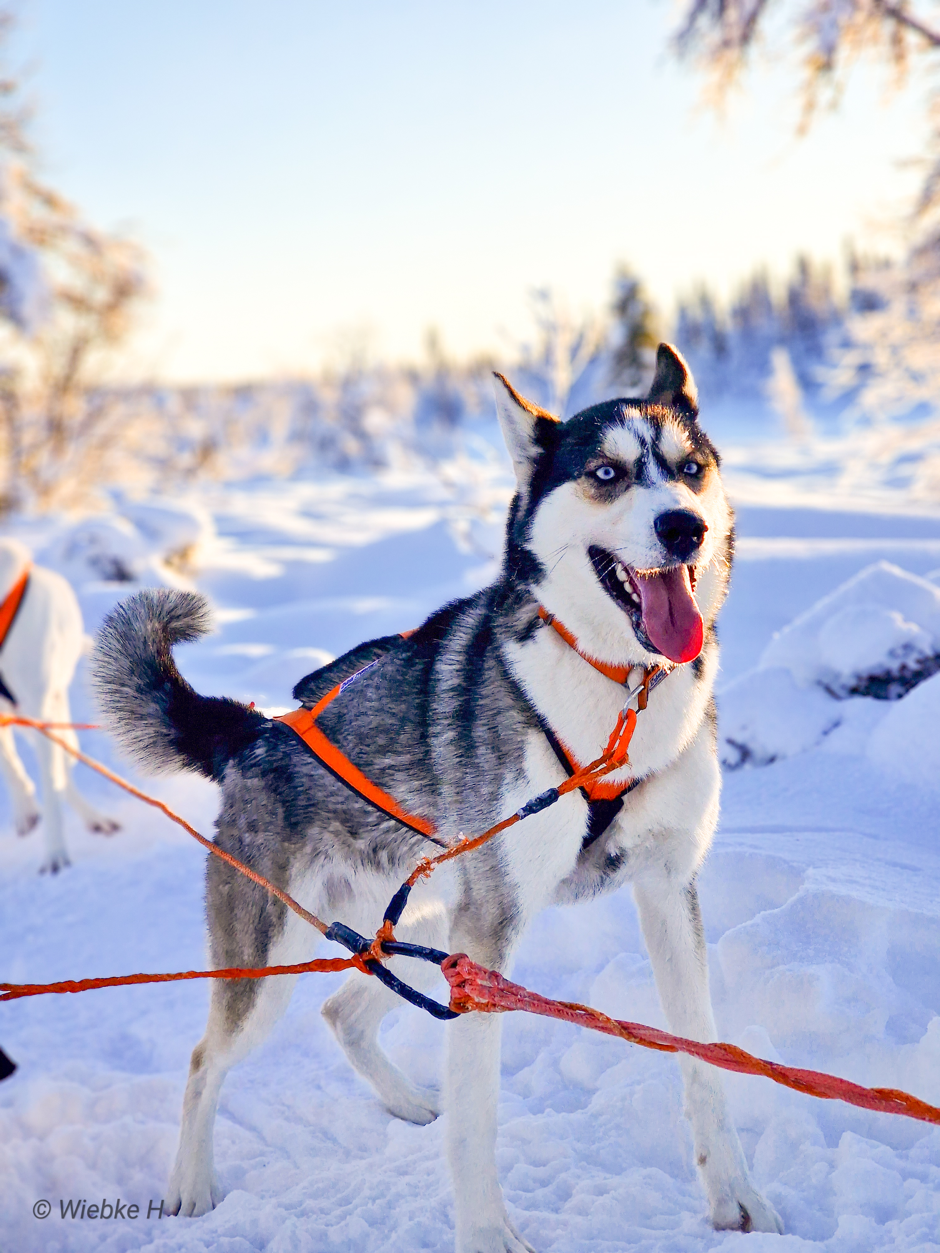 NTCH Ylajärvis MB Qiit (Kayuh)