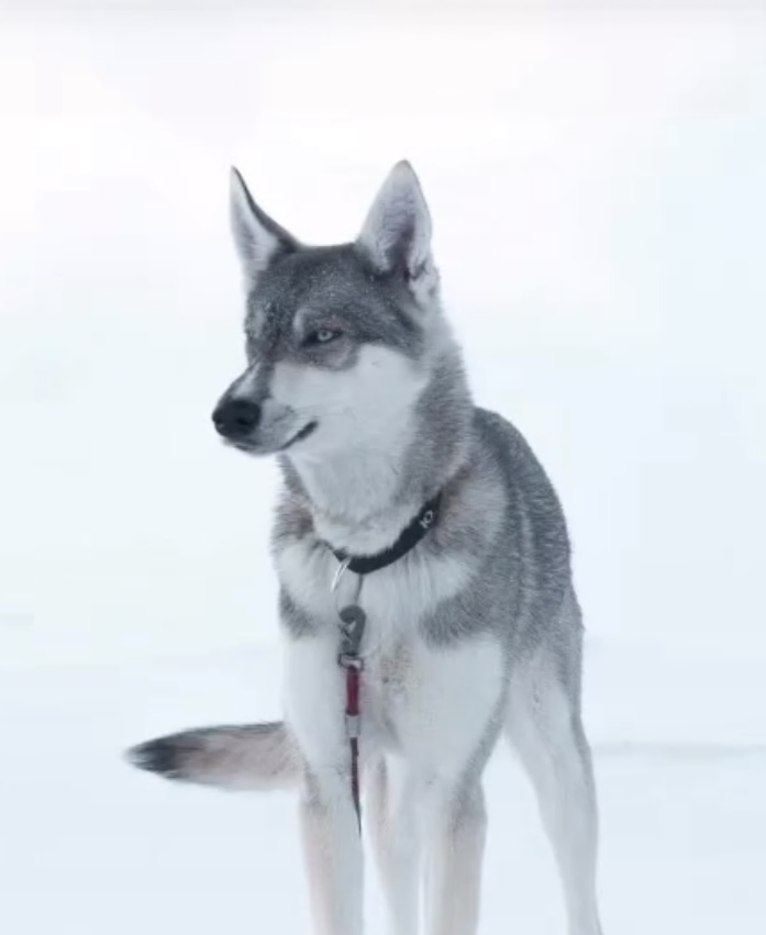 Vento Hær På Seven Mountains Husky