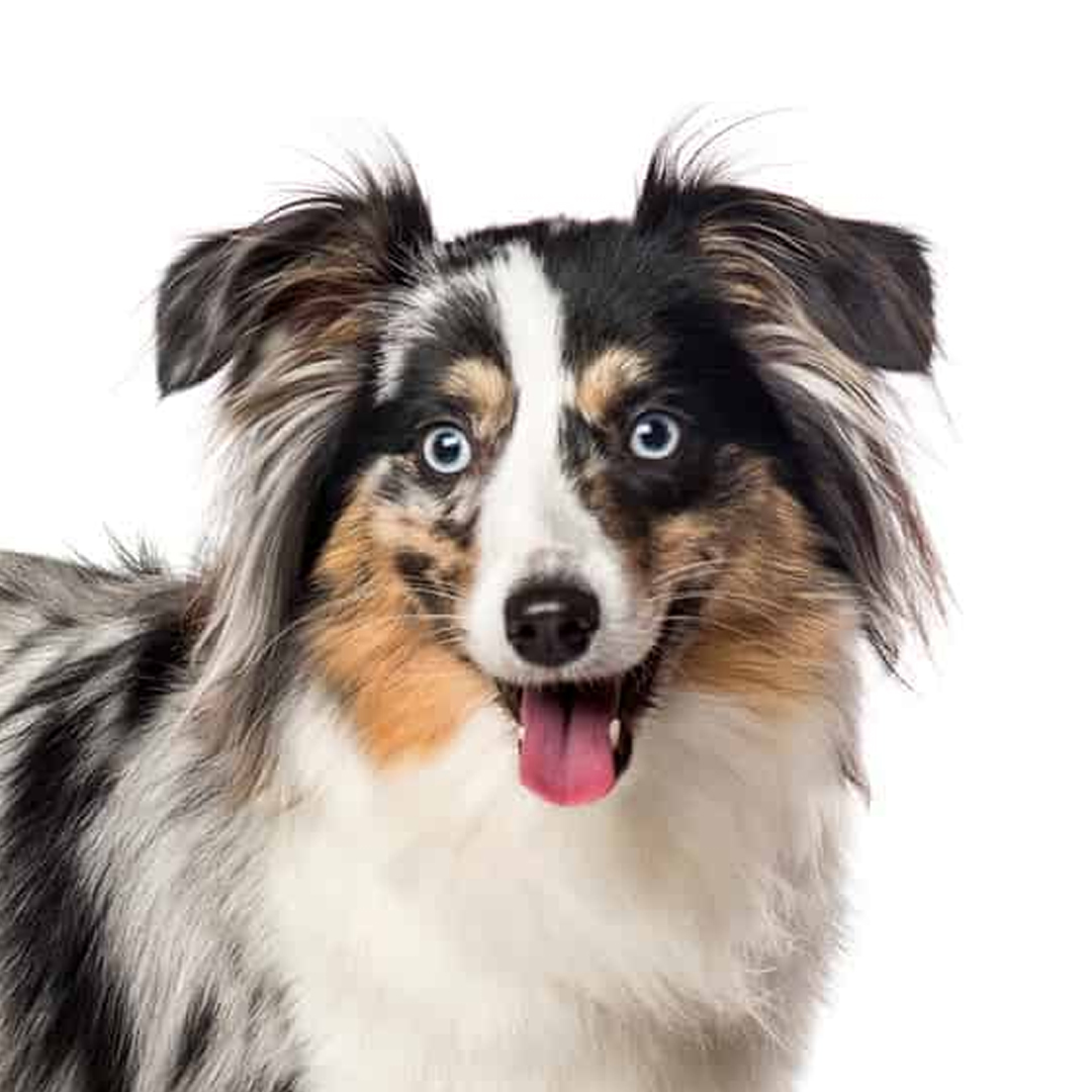 Miniature american shepherd