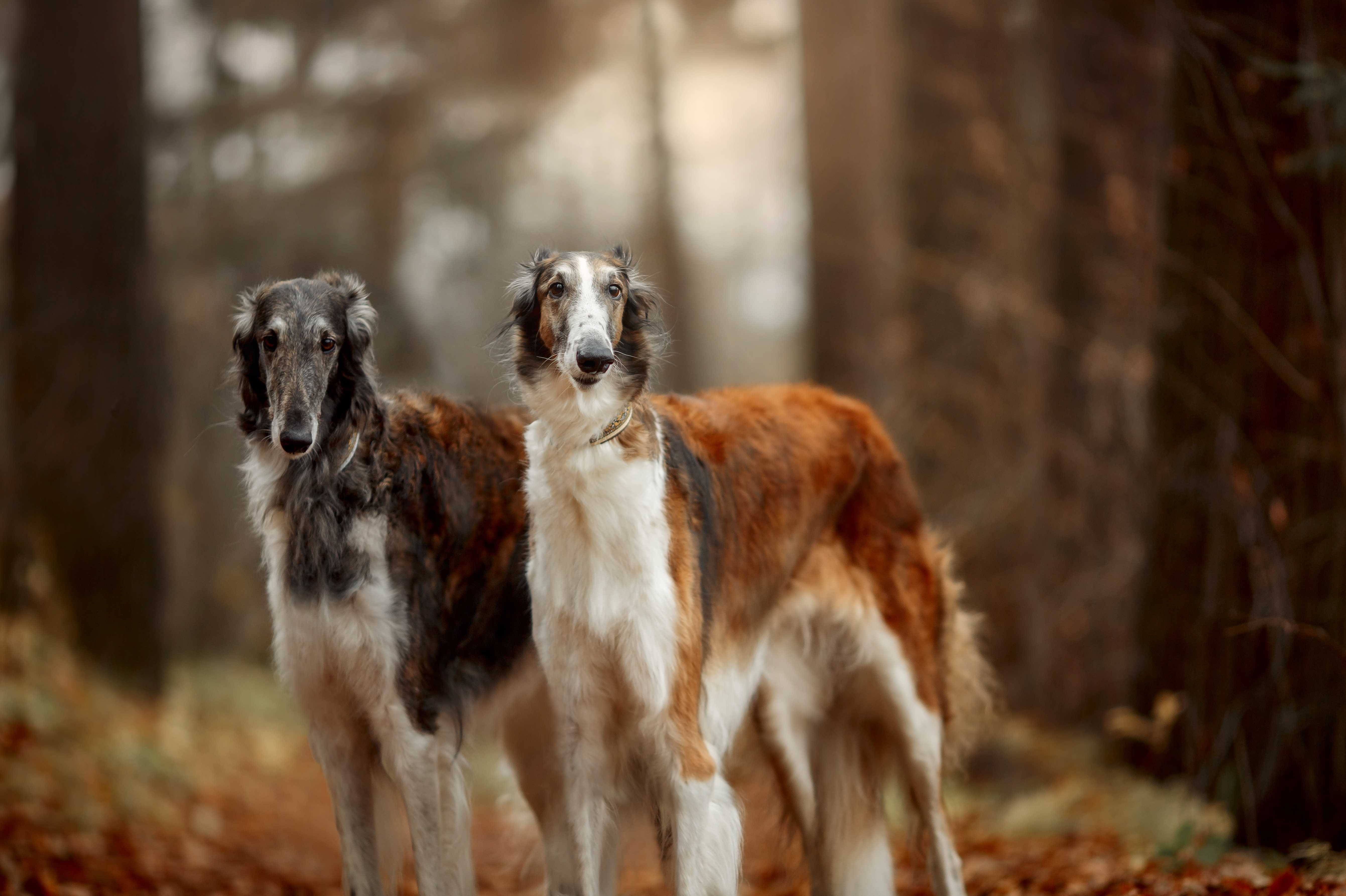 Borzoi Borzoi