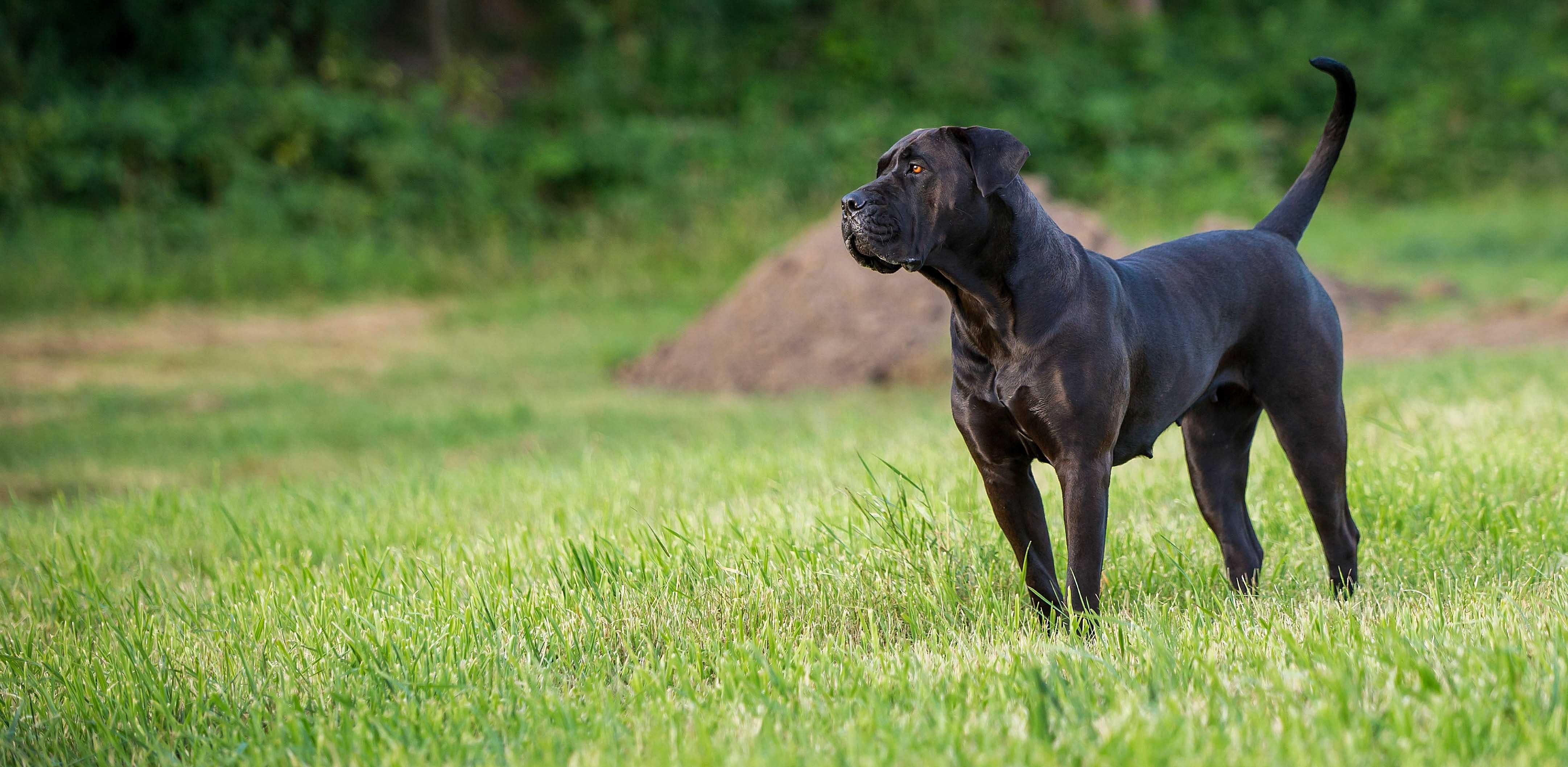 Presa canario Presa canario