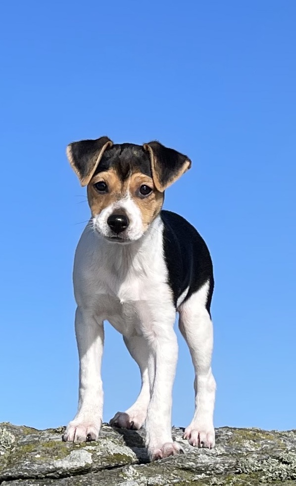 Kennel Livangen 