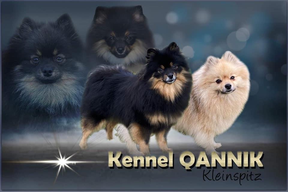 Kennel Qannik