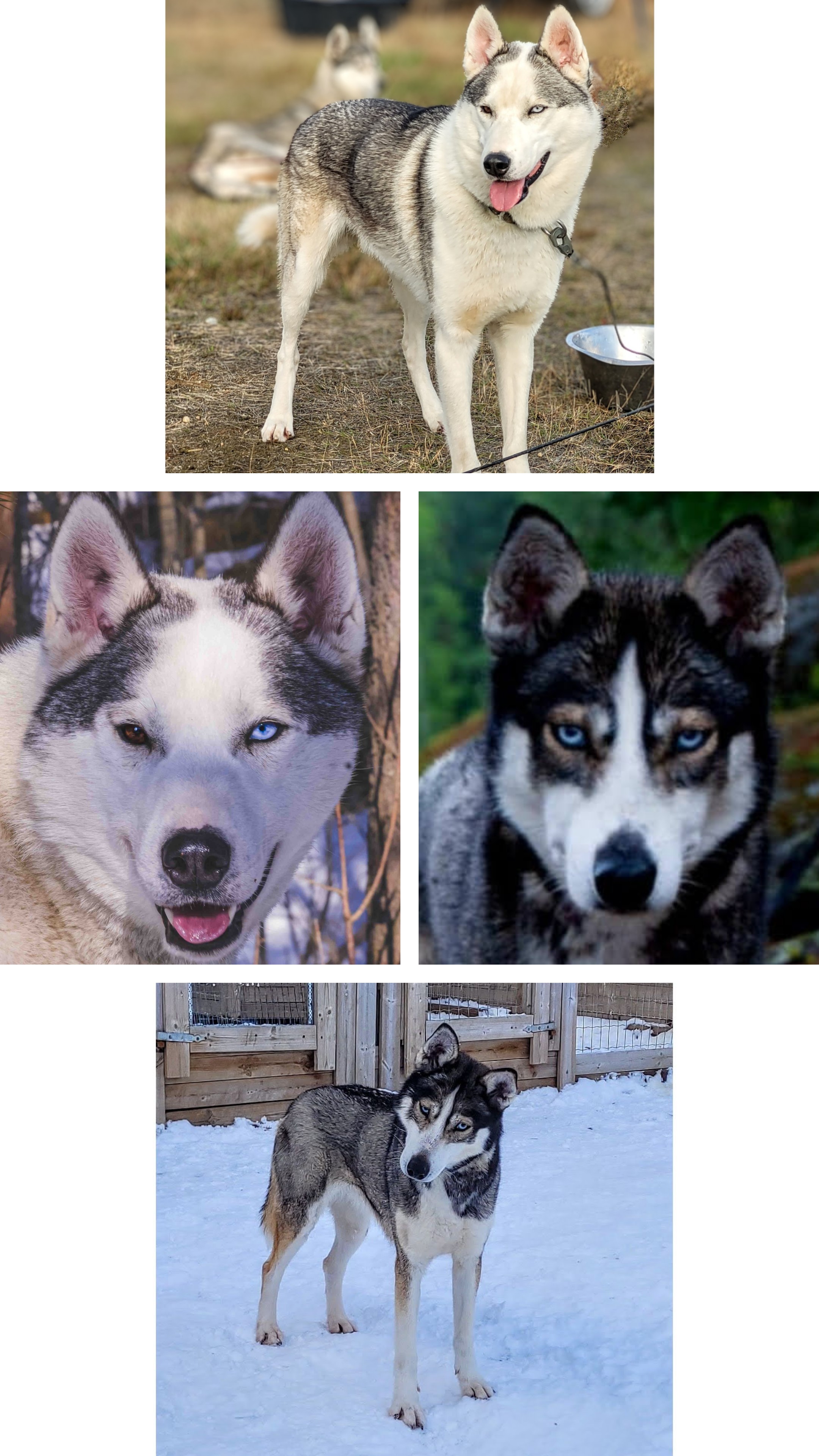 Siberian husky