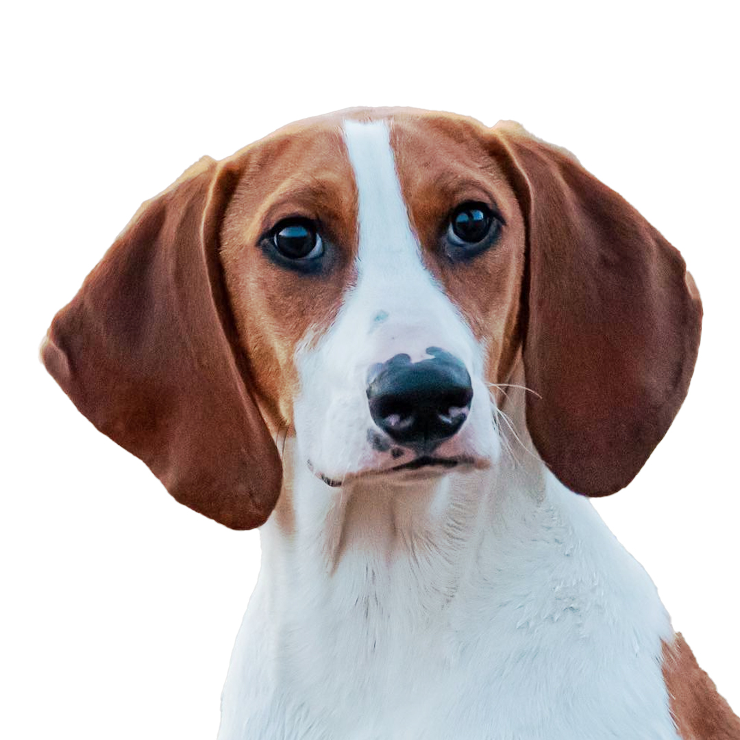 Hygenhund Hygenhund