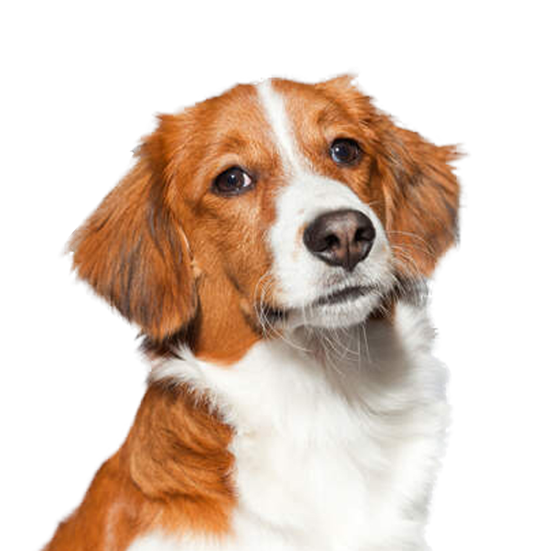 Nederlanske kooikerhondje