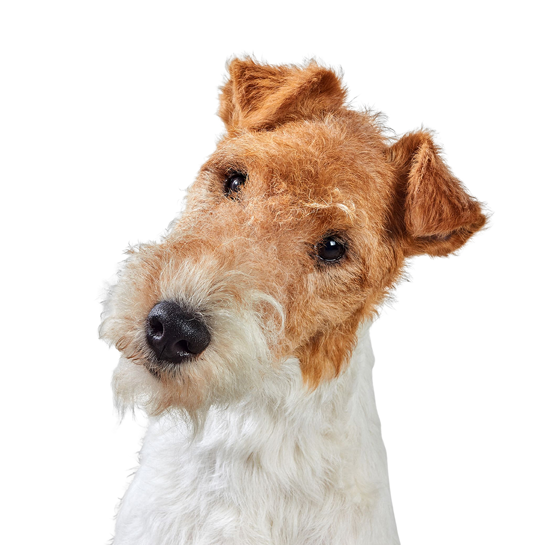 Fox terrier ruhåret Fox terrier ruhåret