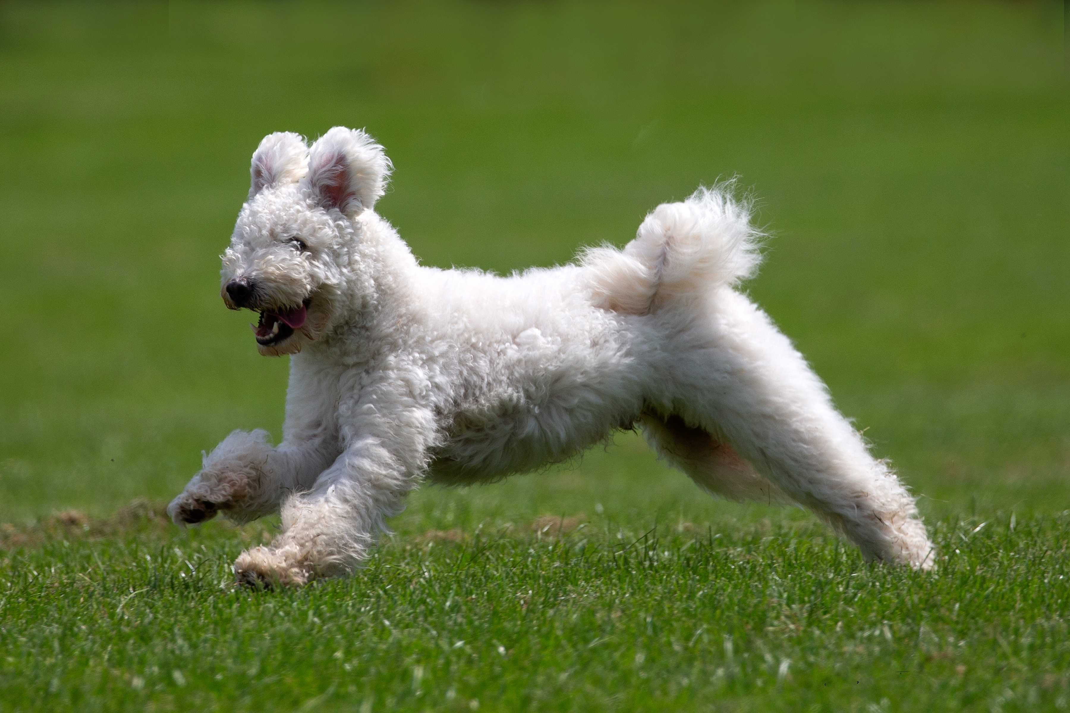 Pumi