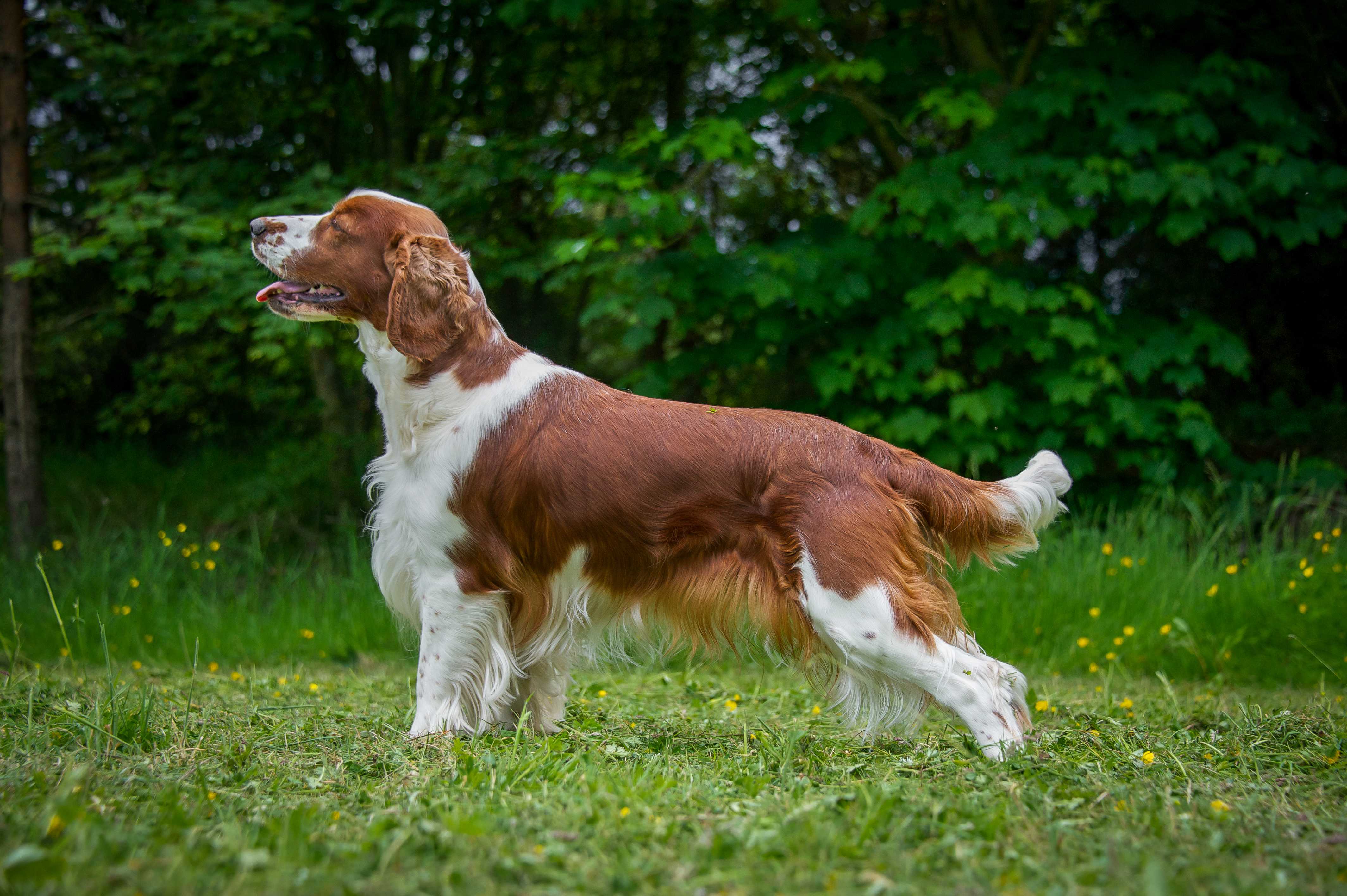 Welsh springer spaniel