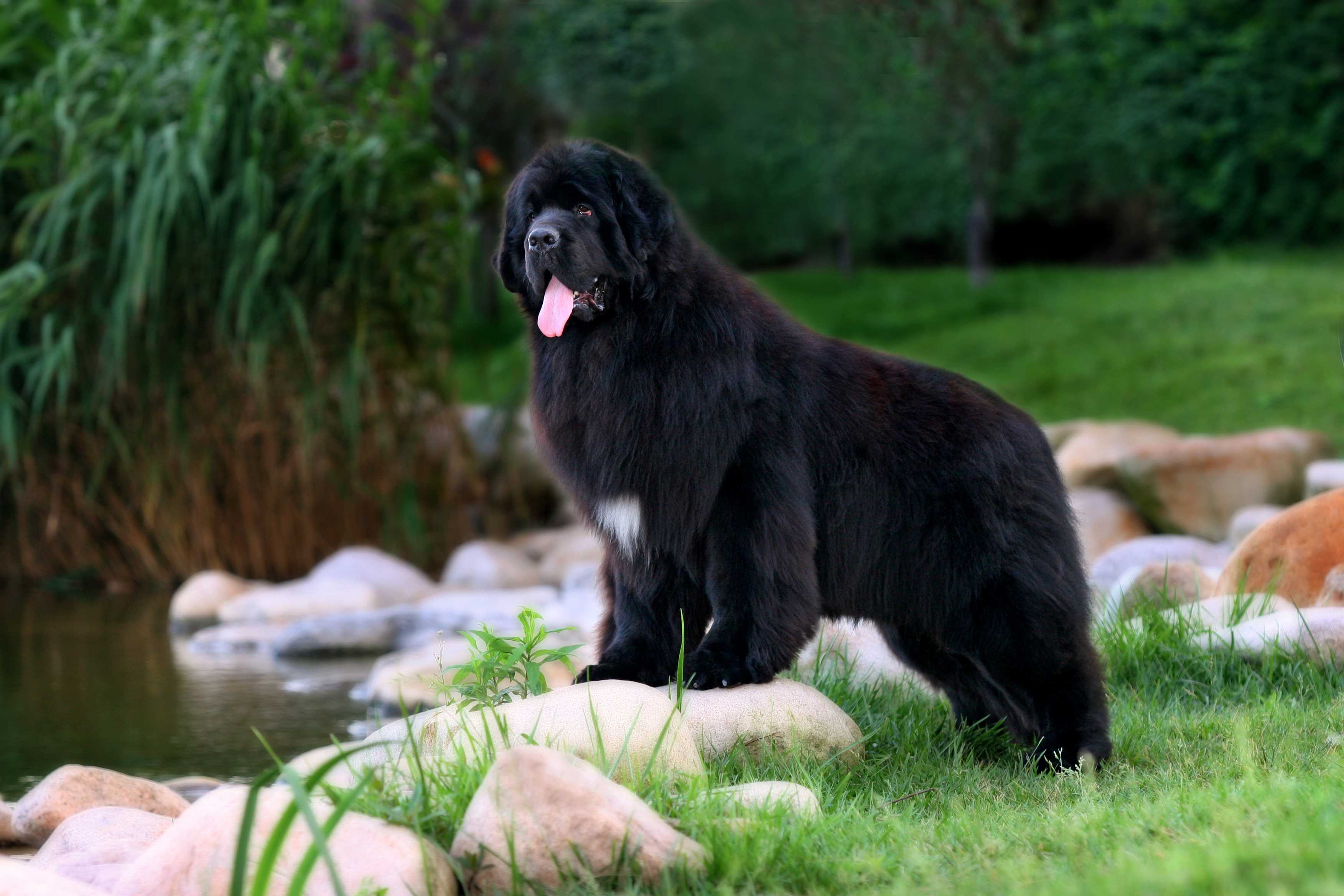 Newfoundlandshund