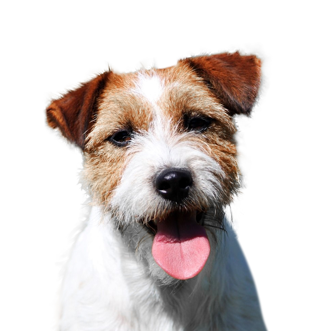 Jack russell terrier