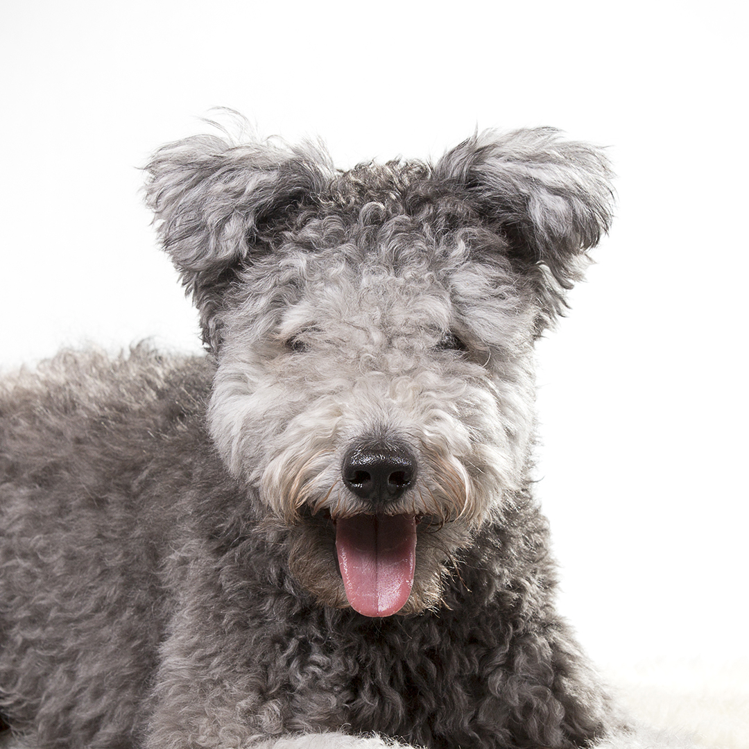 Pumi