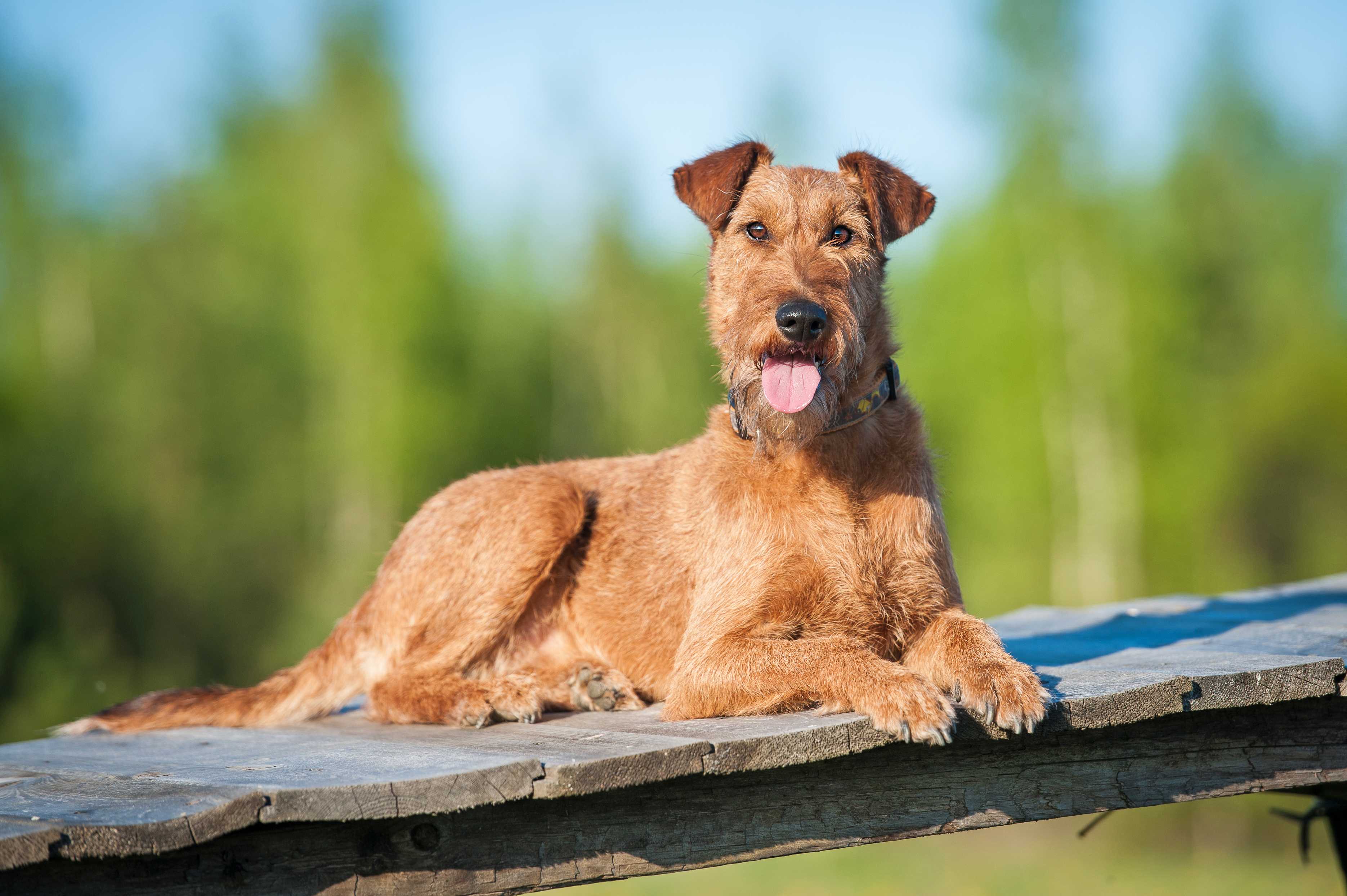 Irsk terrier Irsk terrier