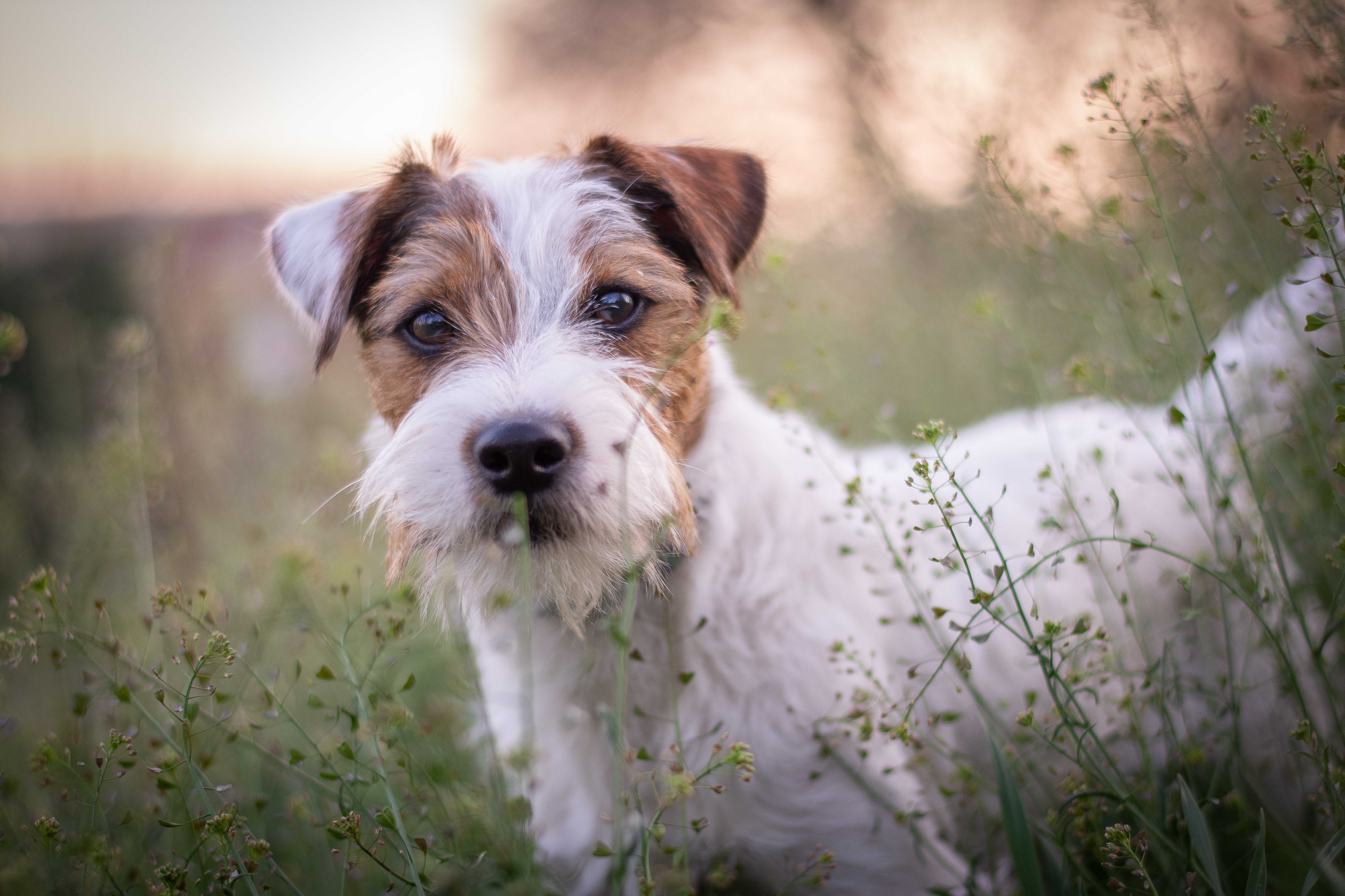 Parson russell terrier Parson russell terrier