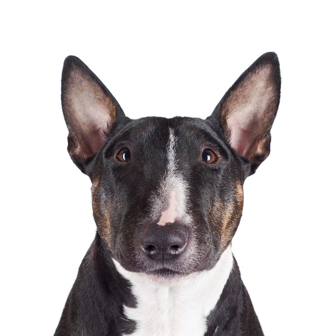 Miniature bull terrier Miniature bull terrier
