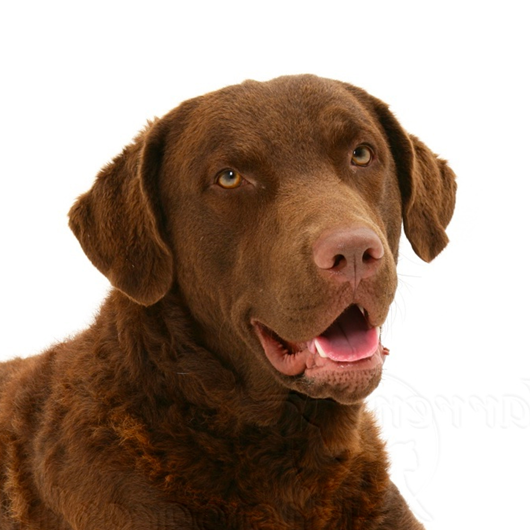Chesapeake Retriever Chesapeake Retriever