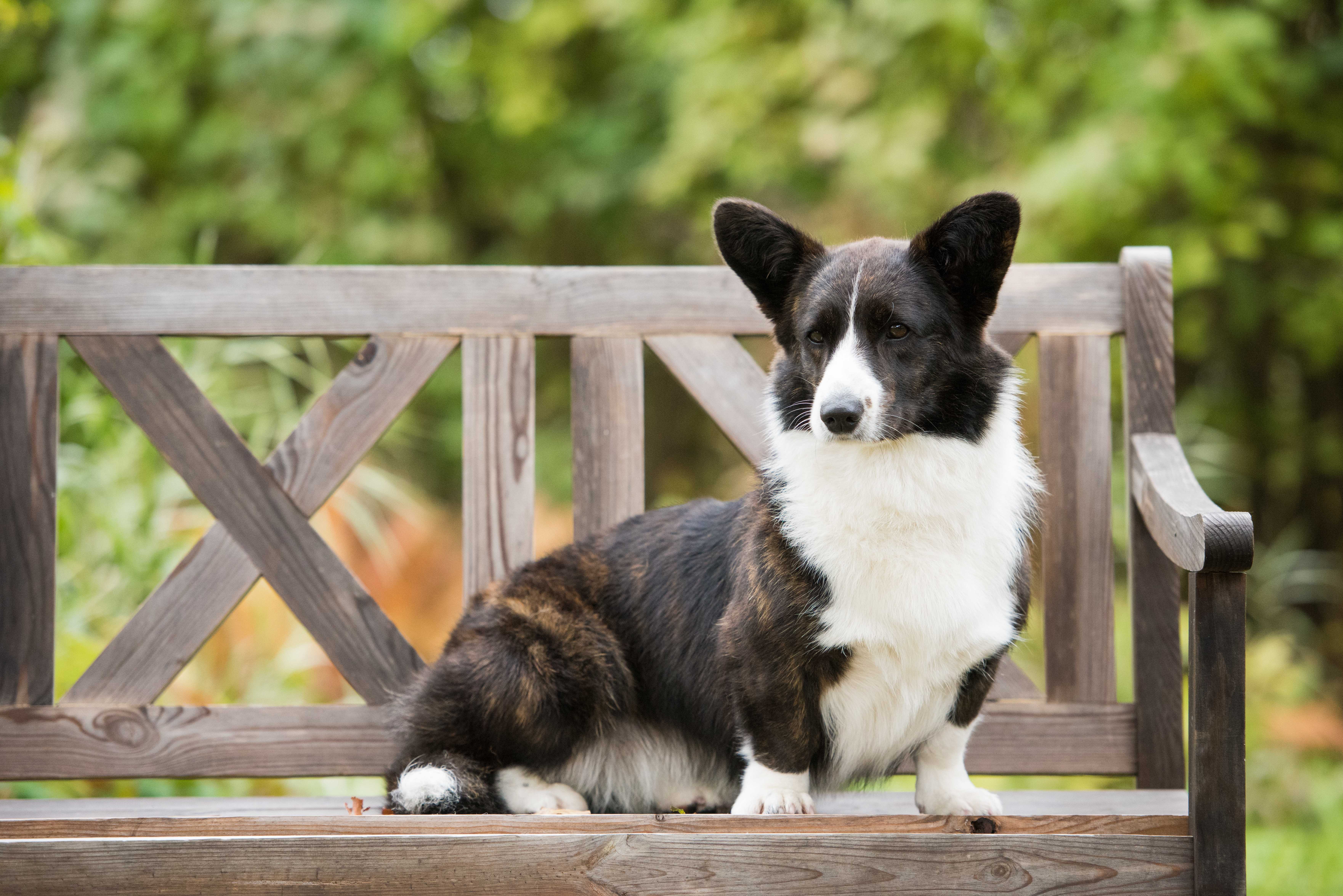 Welsh corgi cardigan