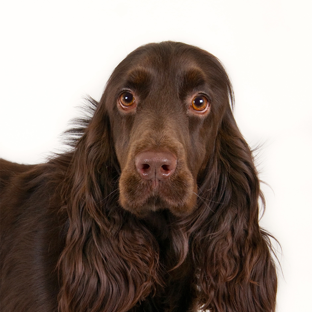 Field spaniel Field spaniel