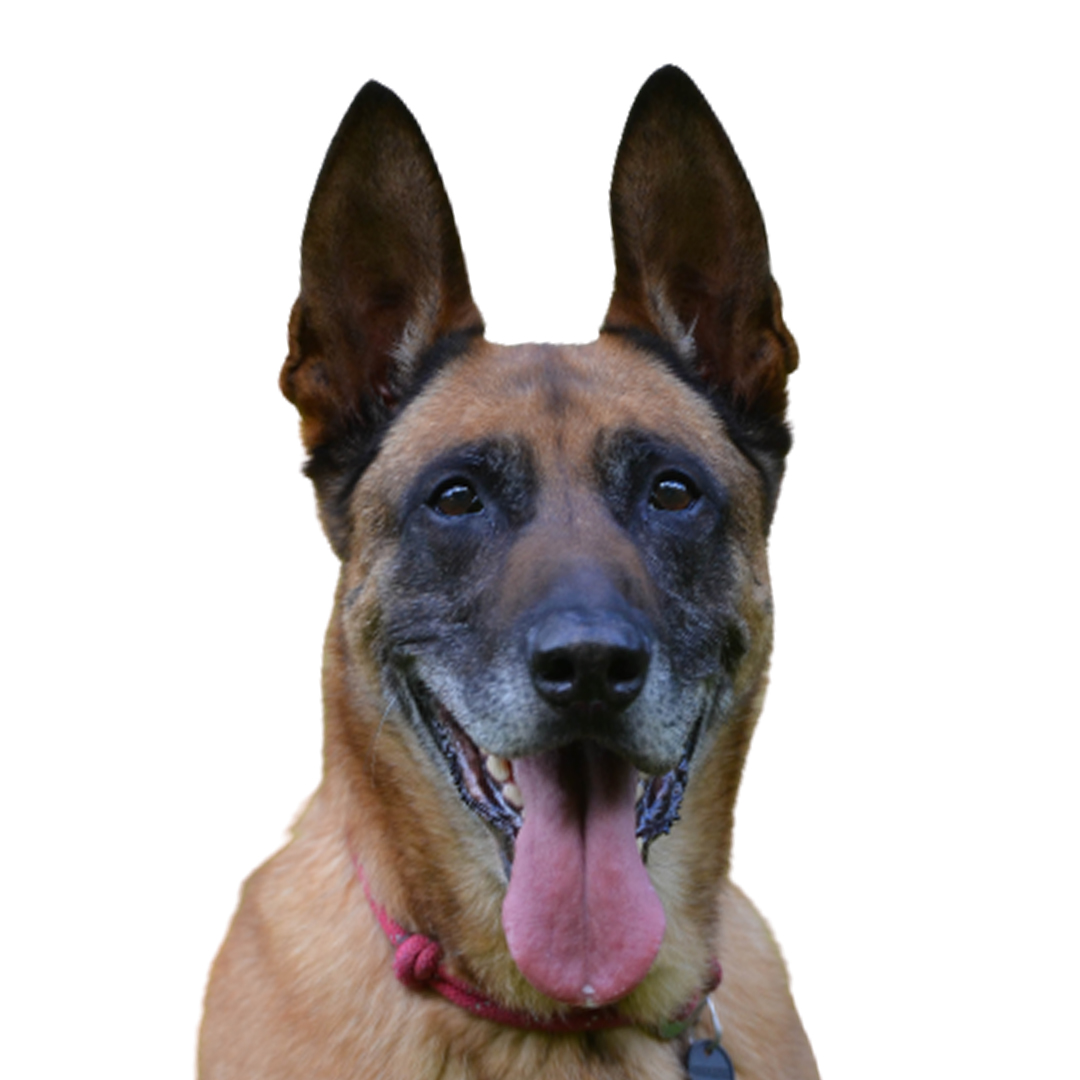 Belgisk fårehund malinois