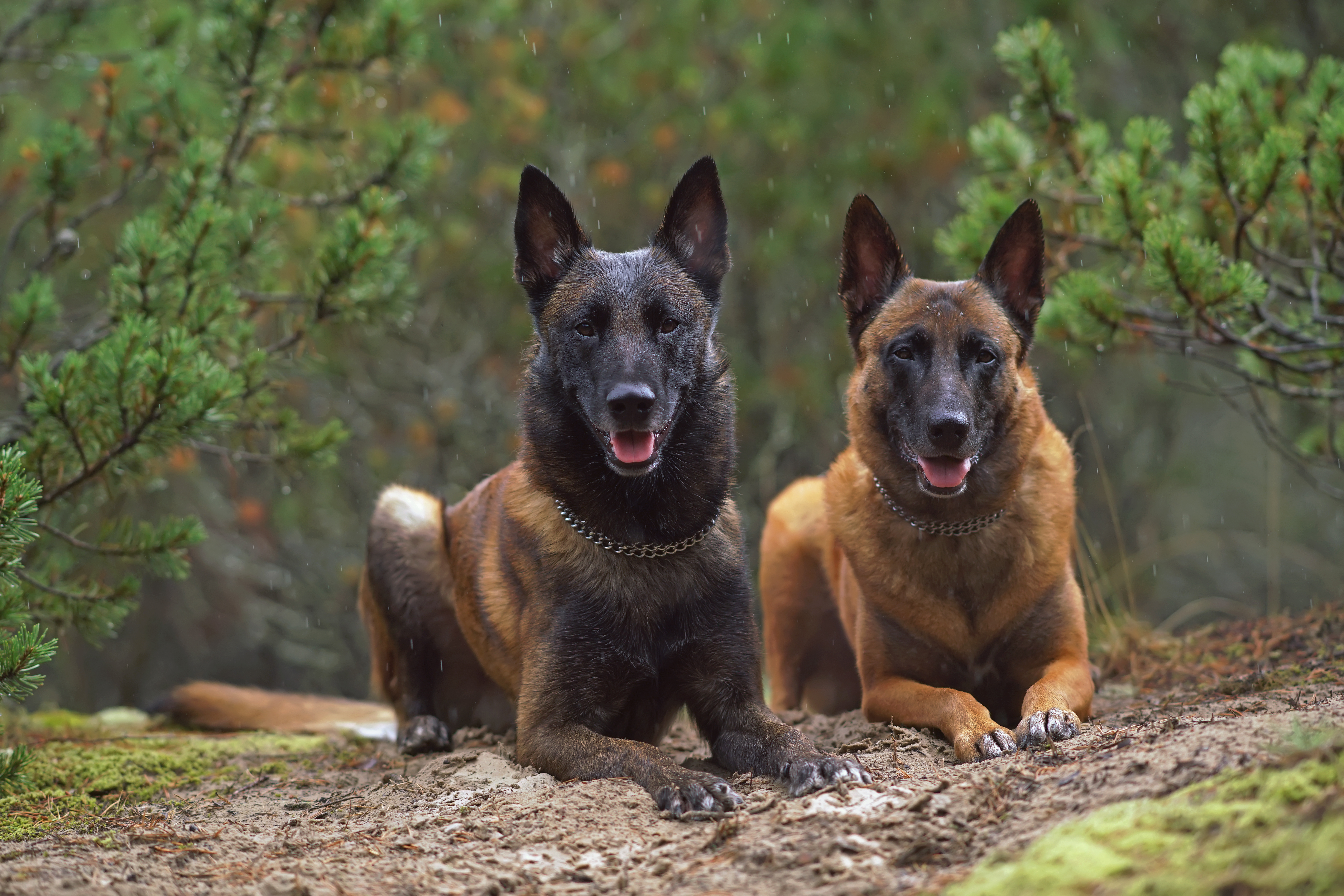 Belgisk fårehund malinois