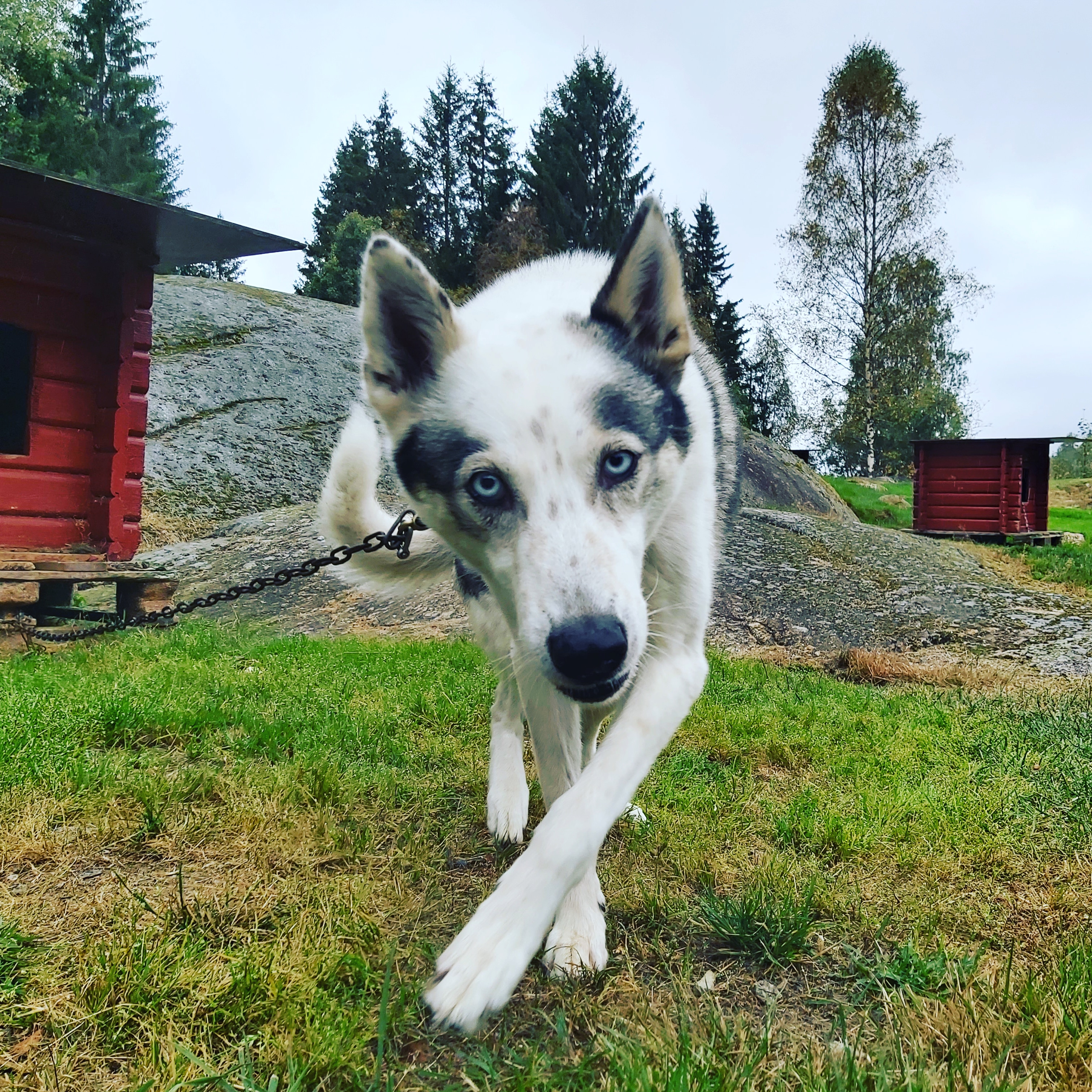 Huskyville's Skjelbreia Mustang