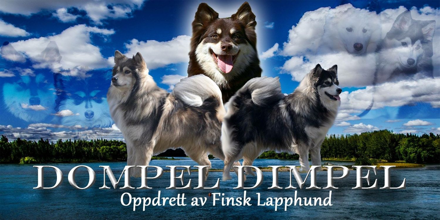 Dompel Dimpel