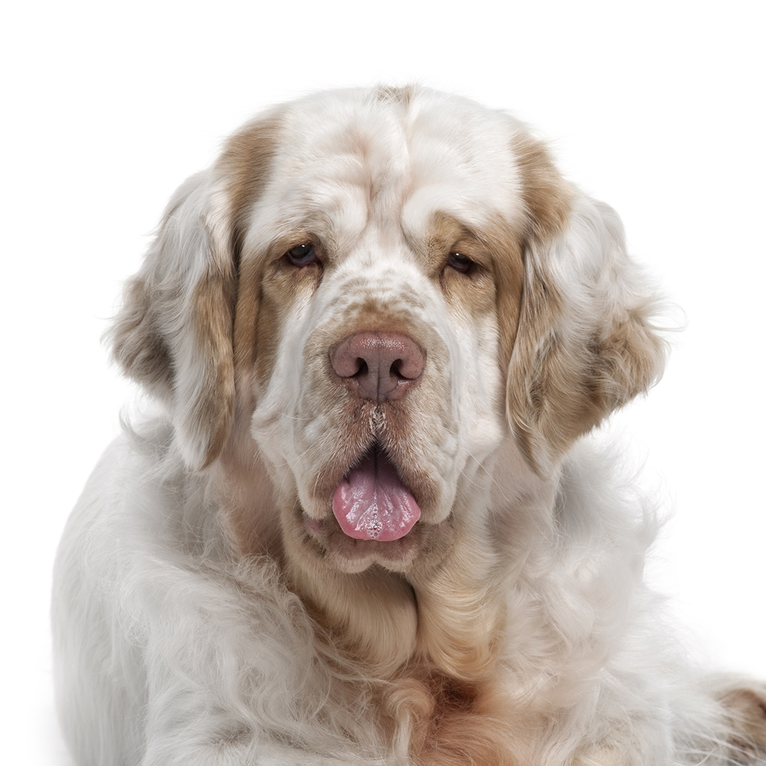 Clumber spaniel