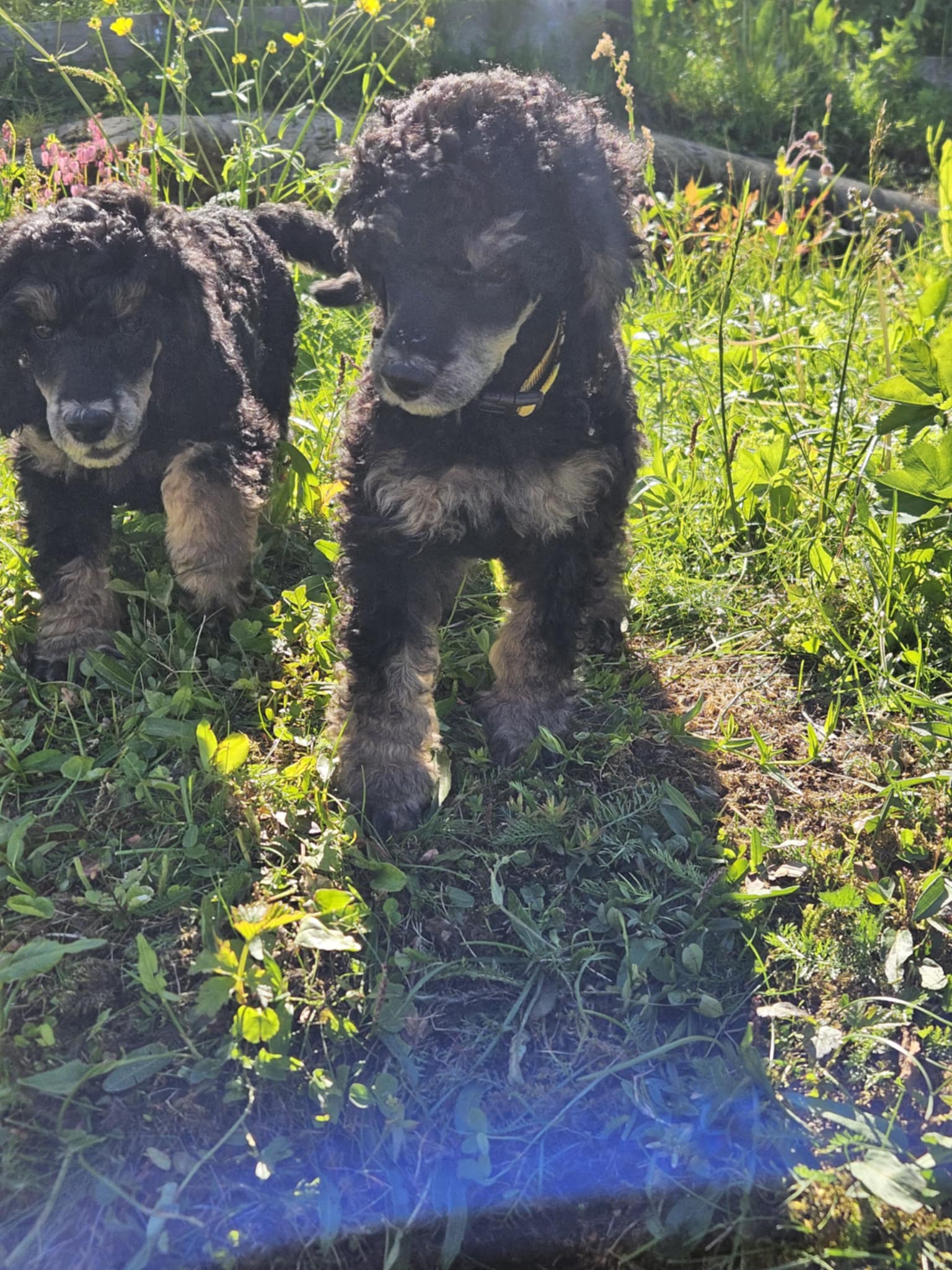 Gisele Pawchen Gisele Pawchen