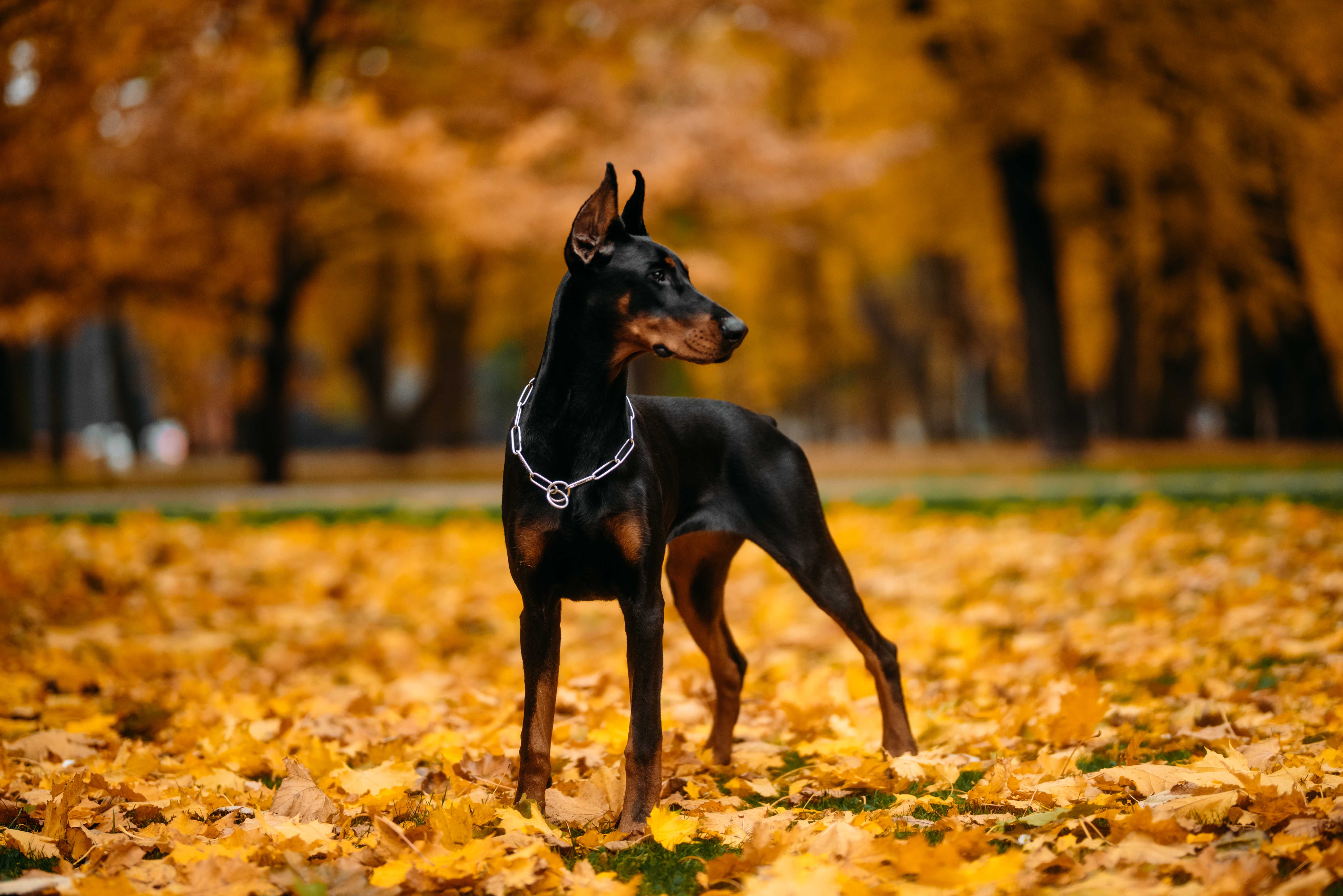 Dobermann