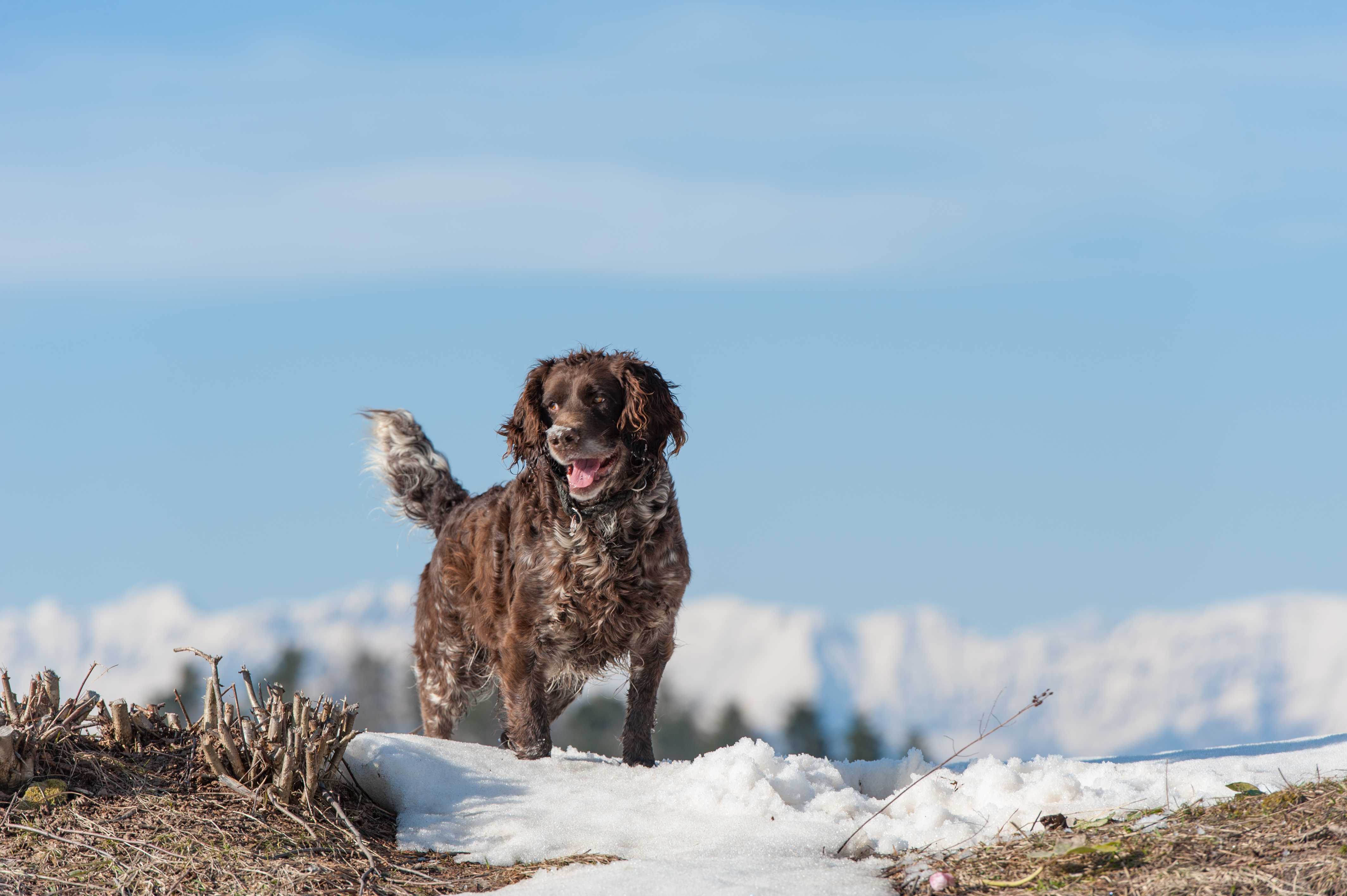 Wachtelhund Wachtelhund
