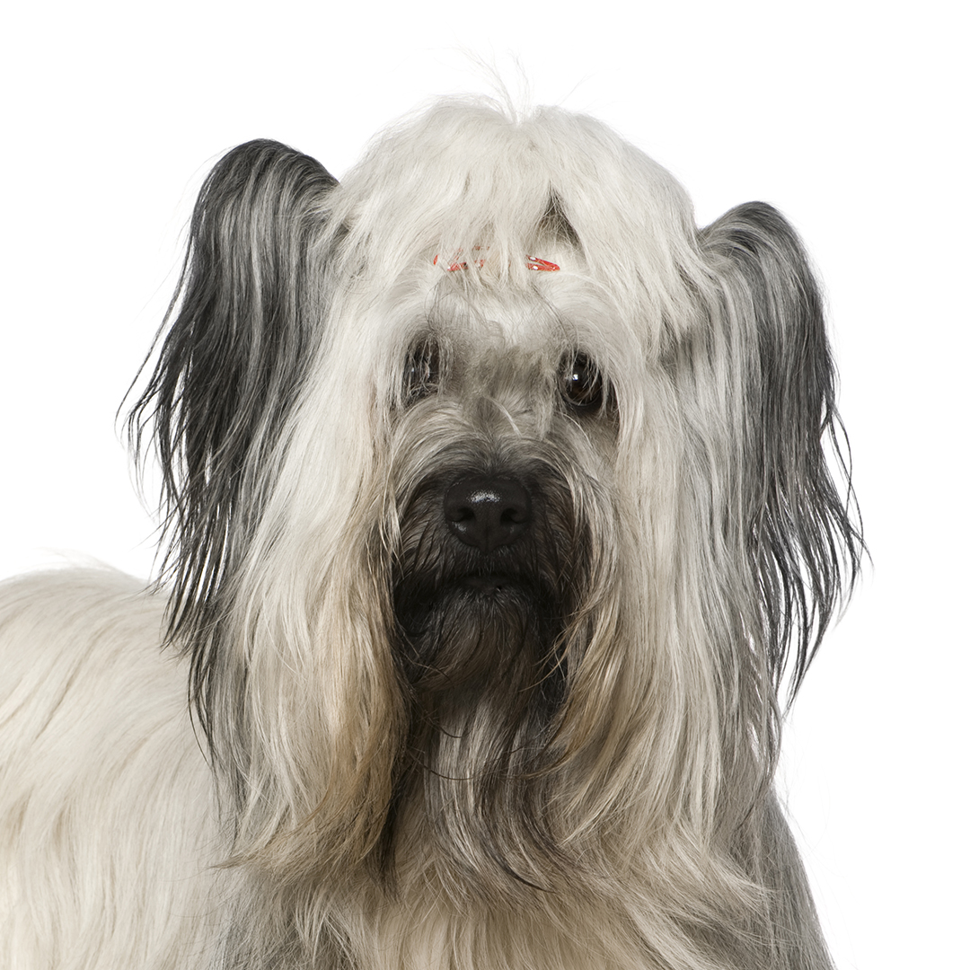 Skye terrier
