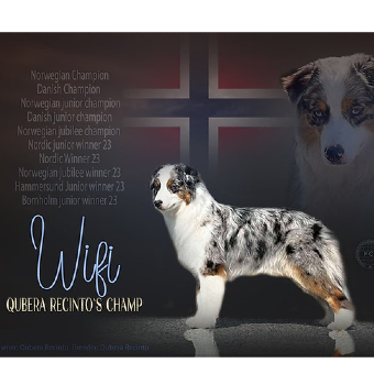 N DK UCH DK NJr CH NJub CH NORDJW-23 NORDW-23 NJUBJW-23  Qubera Recinto's Champ 