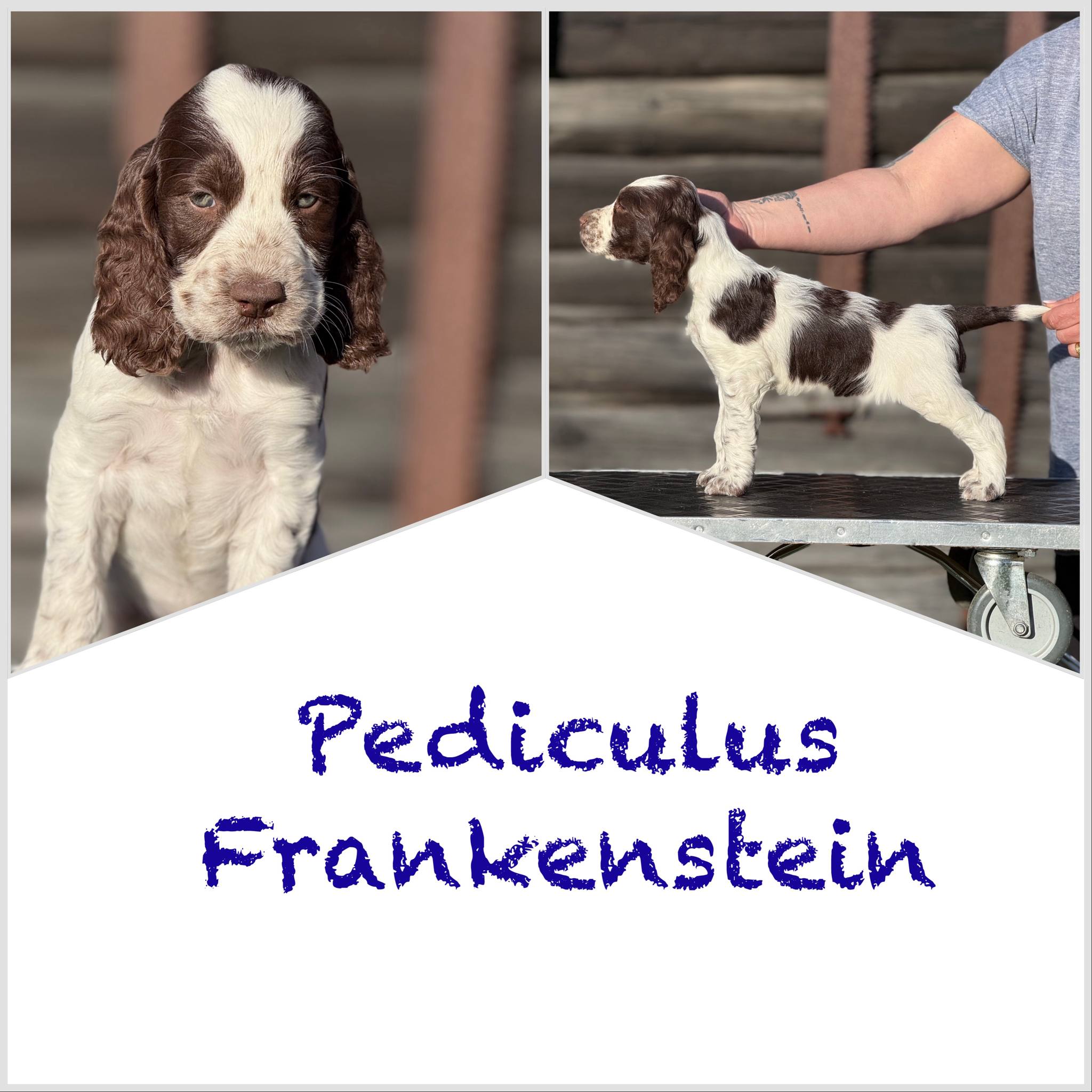 Pediculus Frankenstein Pediculus Frankenstein
