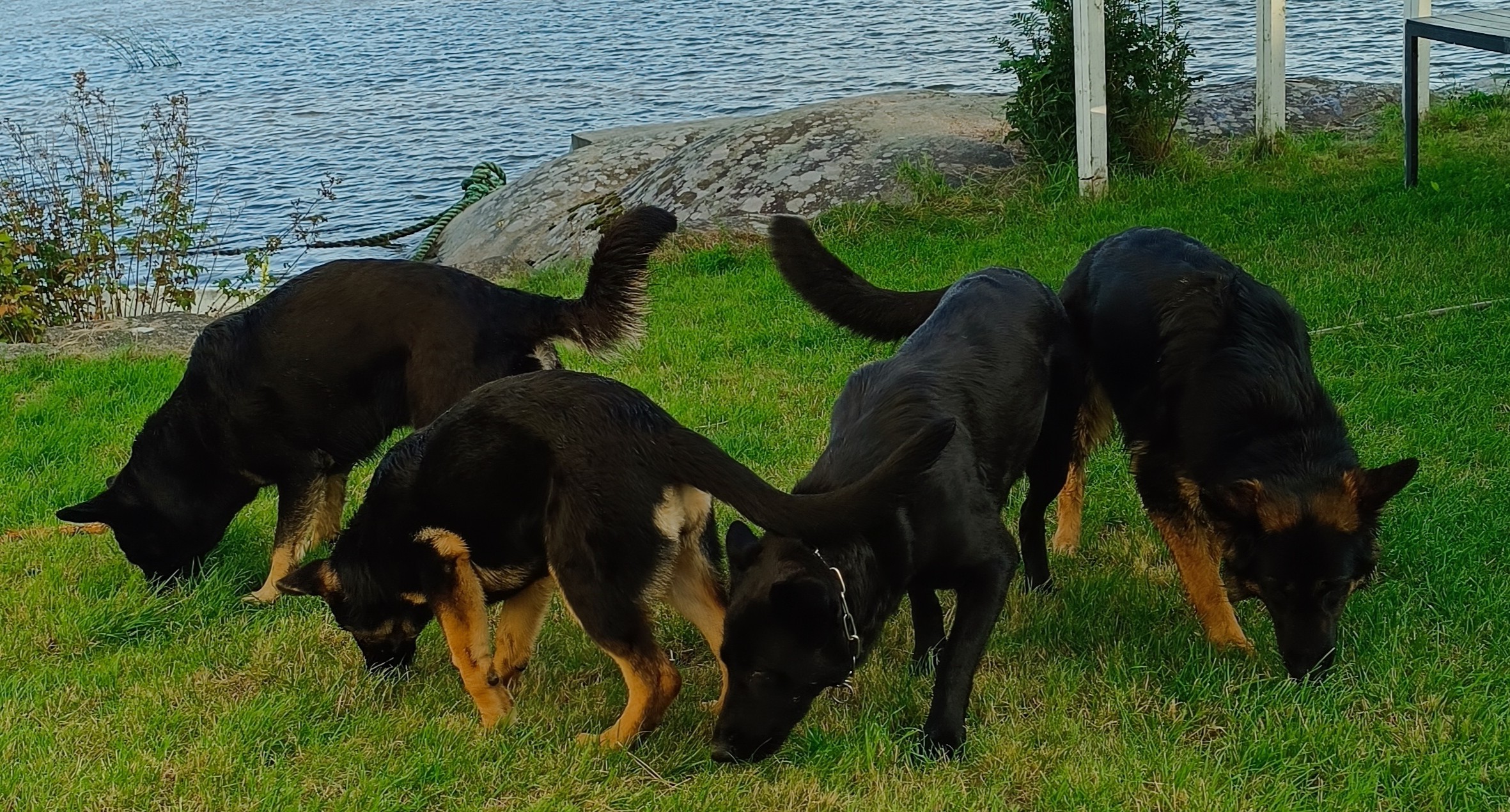Schäferhund langhår