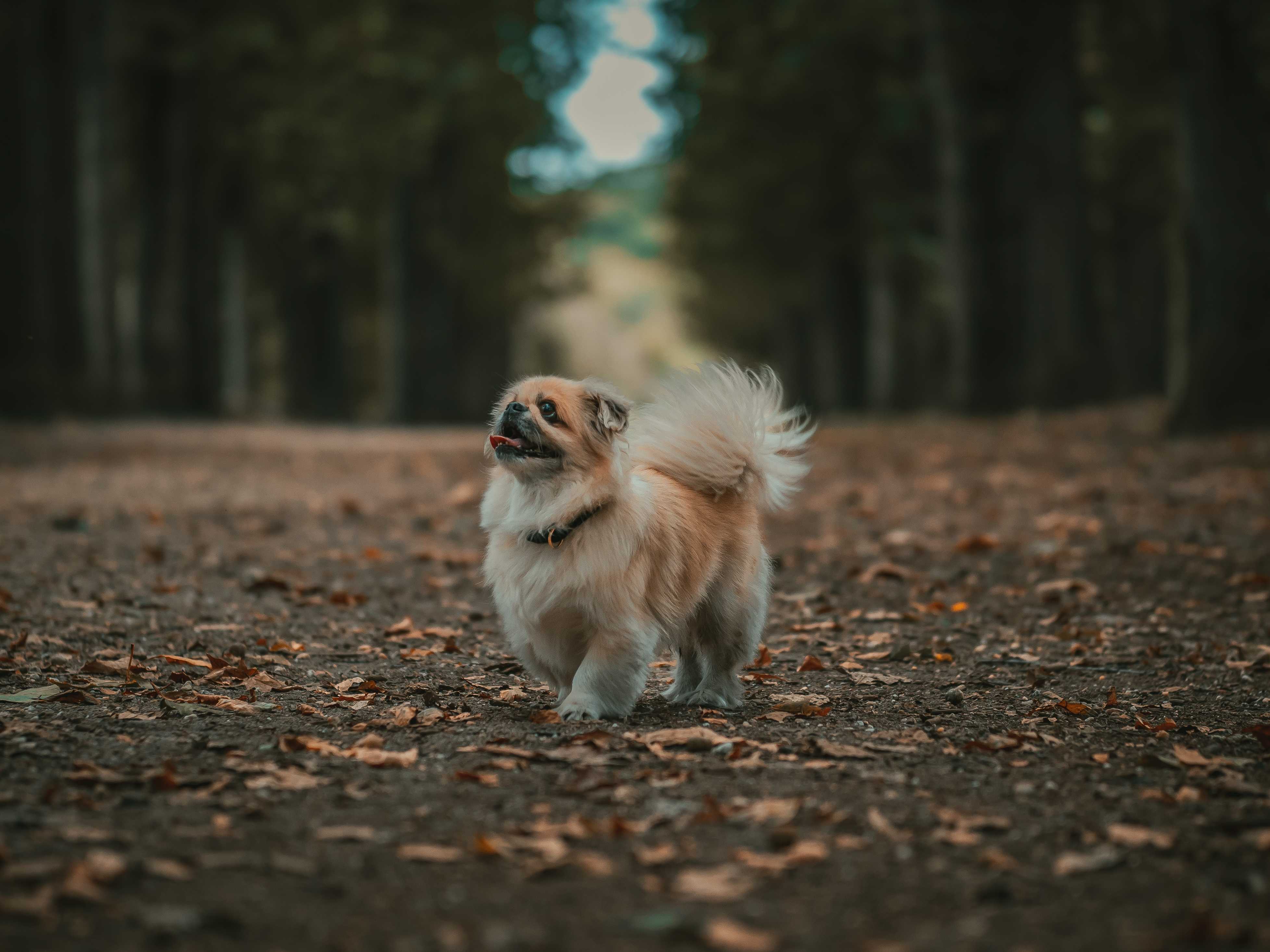 Tibetansk spaniel