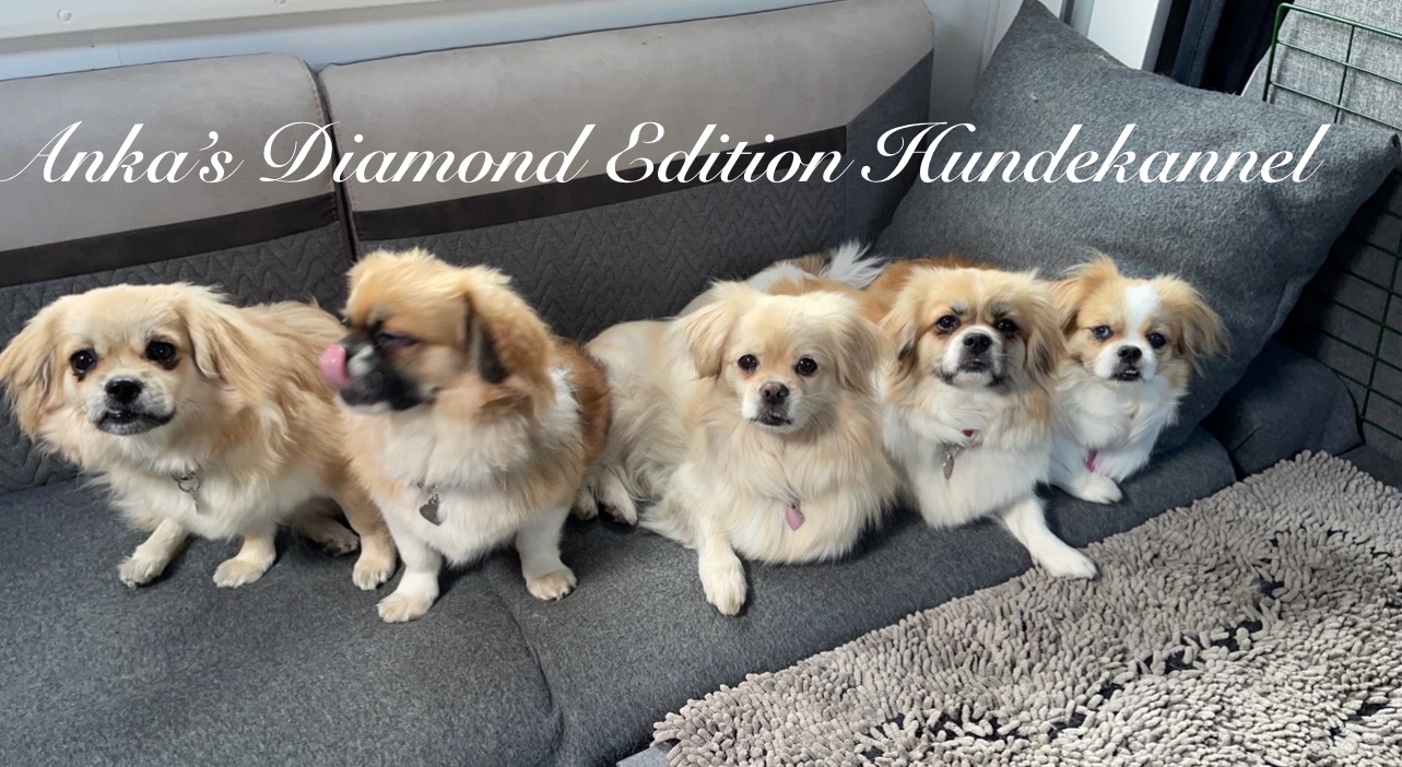 Anka’s Diamond Edition Hundekannel