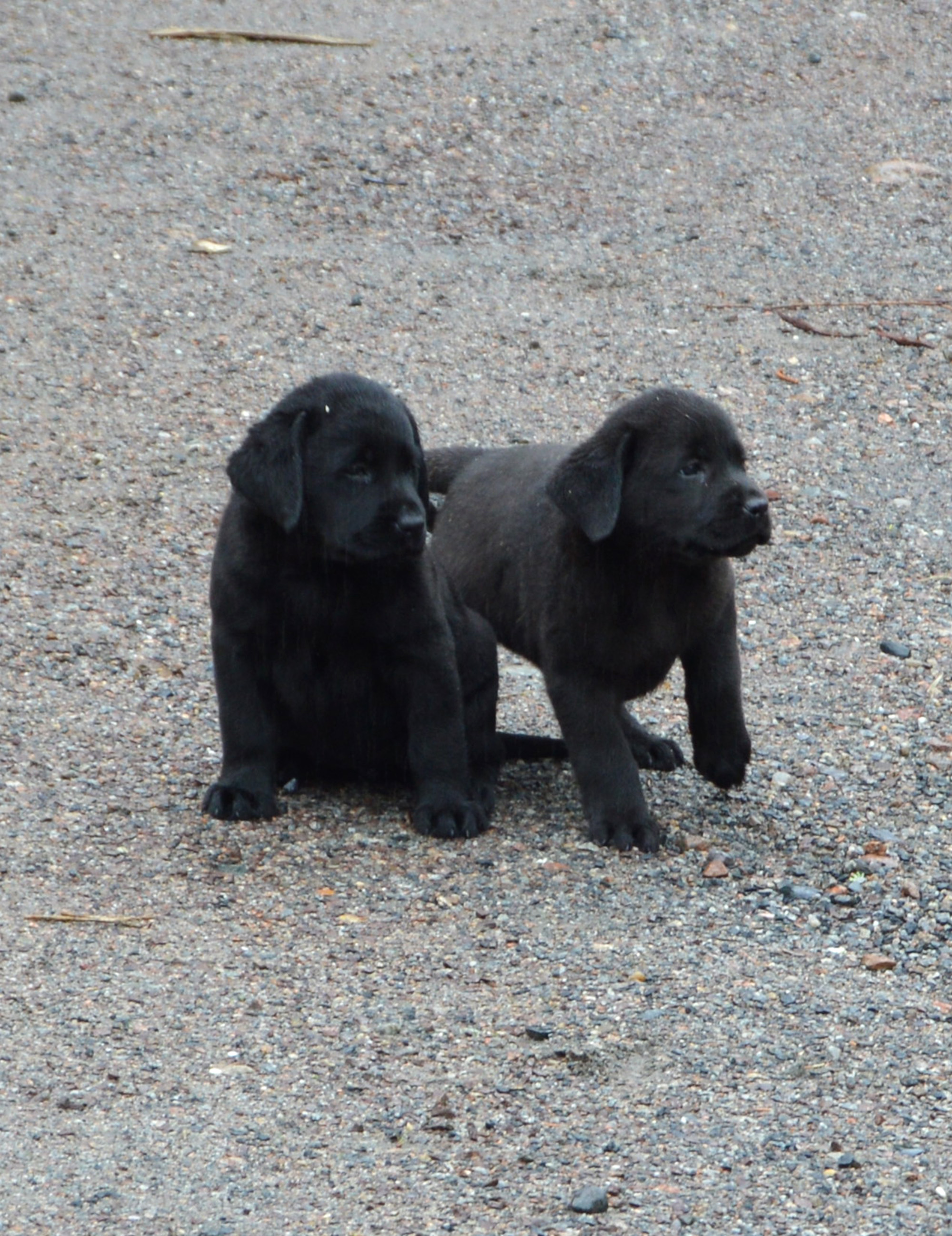 Stenstad Kennel 