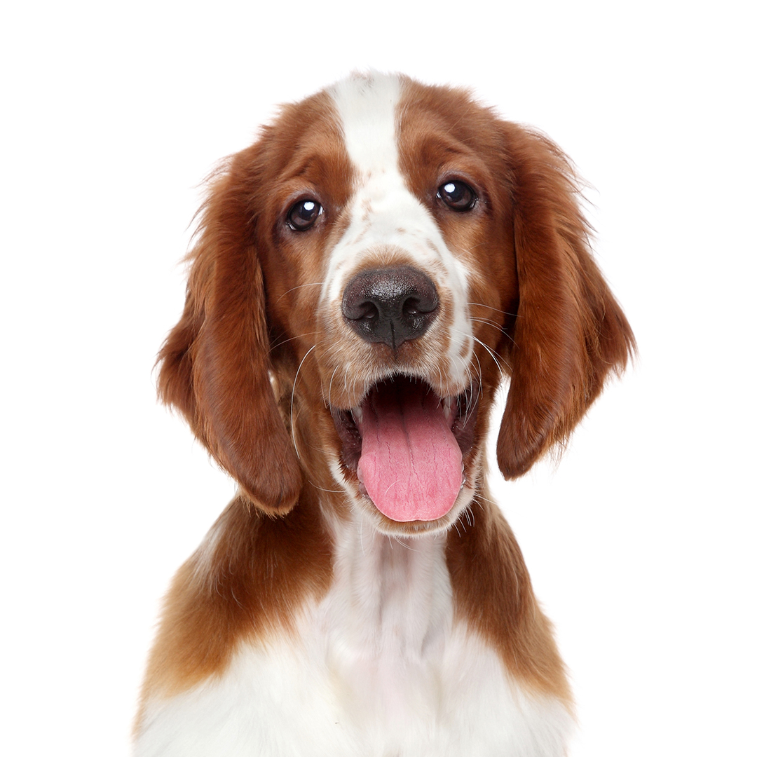 Welsh springer spaniel