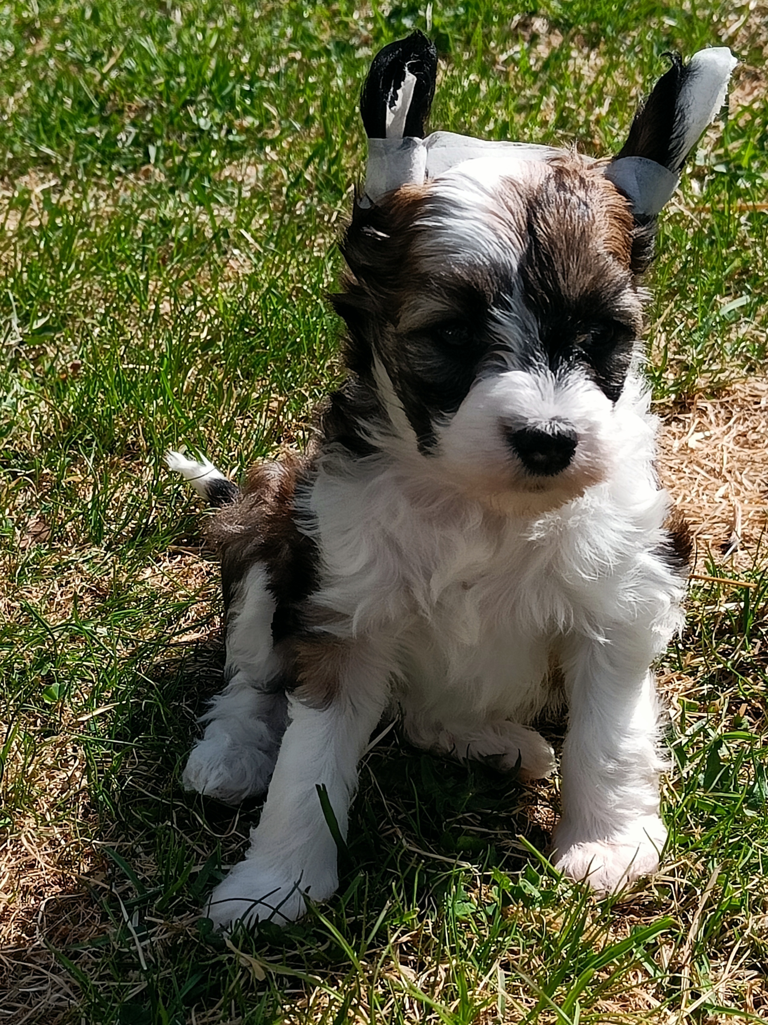 Alva Valentina Alva Valentina