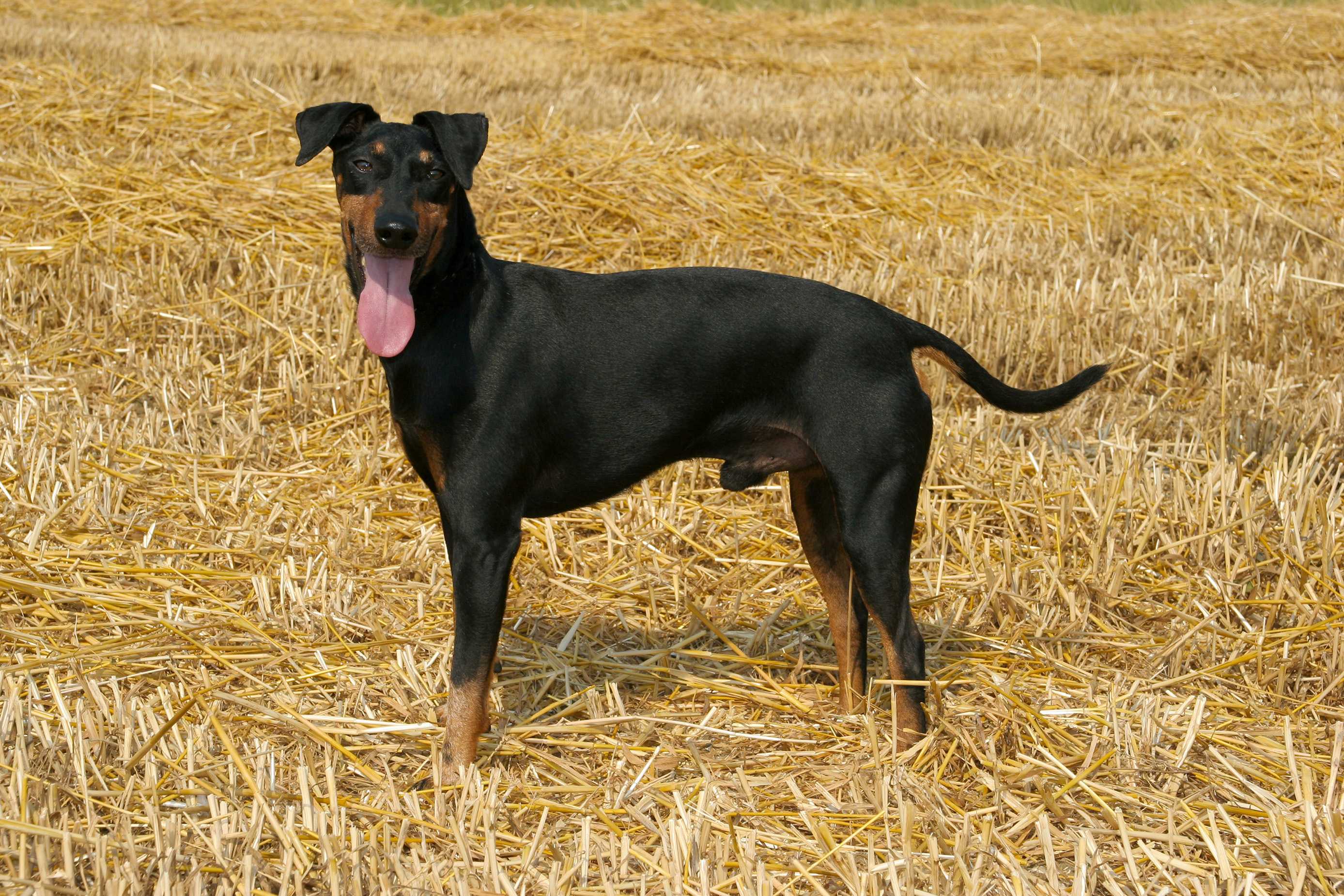 Manchester terrier Manchester terrier