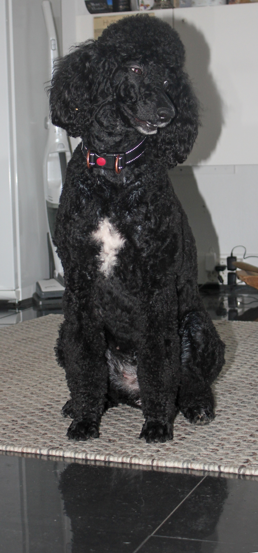 Kennel Dream Poodles Y-KULL